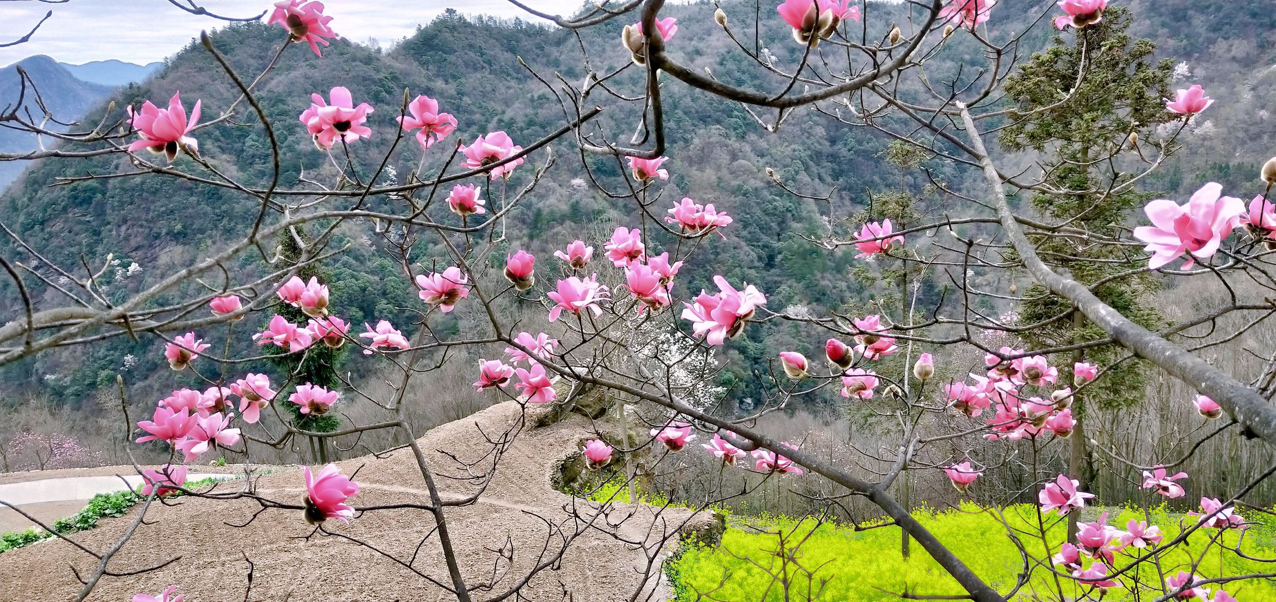 桃树湾辛夷花观赏点旅行图片 1