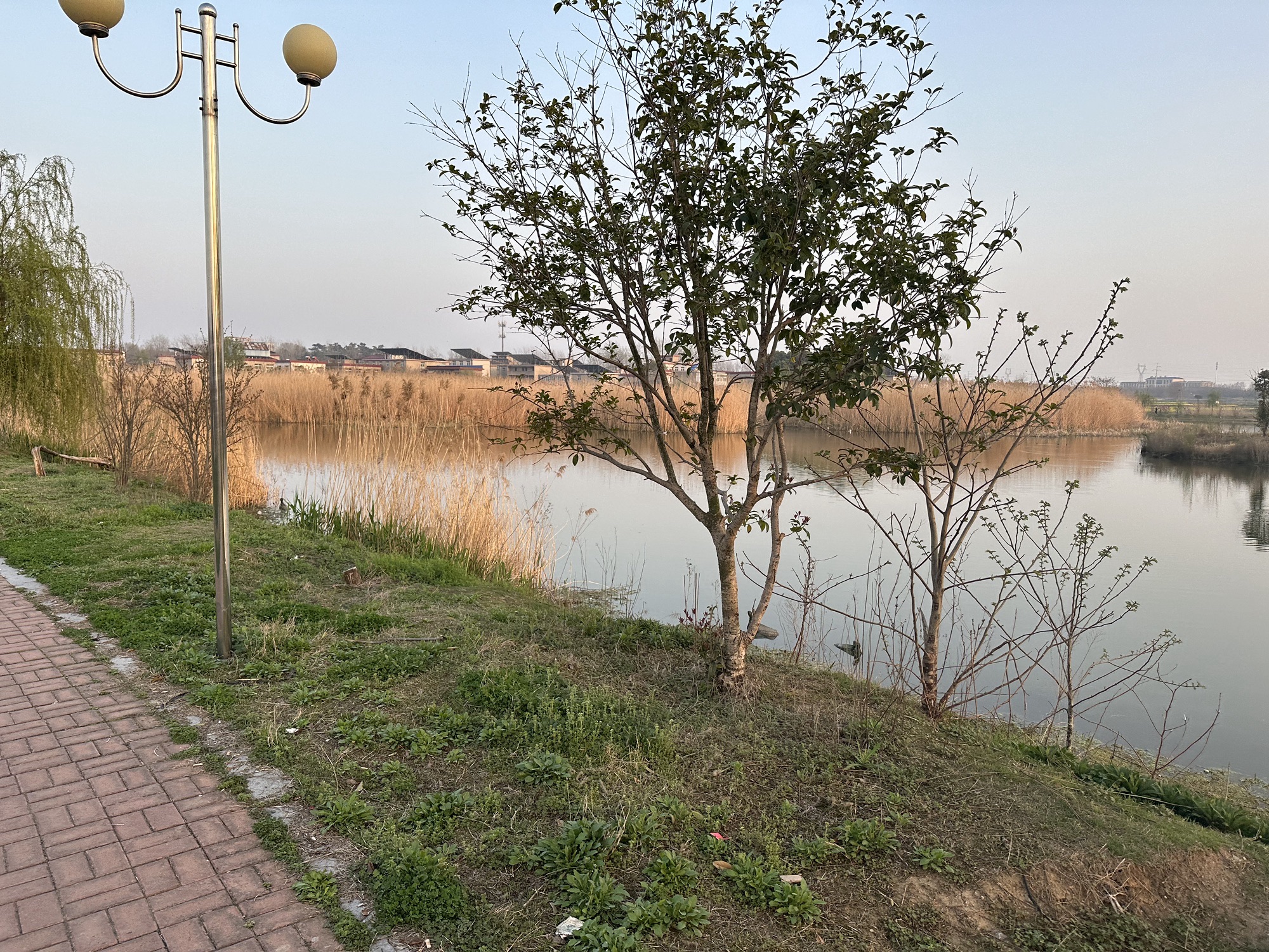 吴郢组大湿地公园旅行图片 2