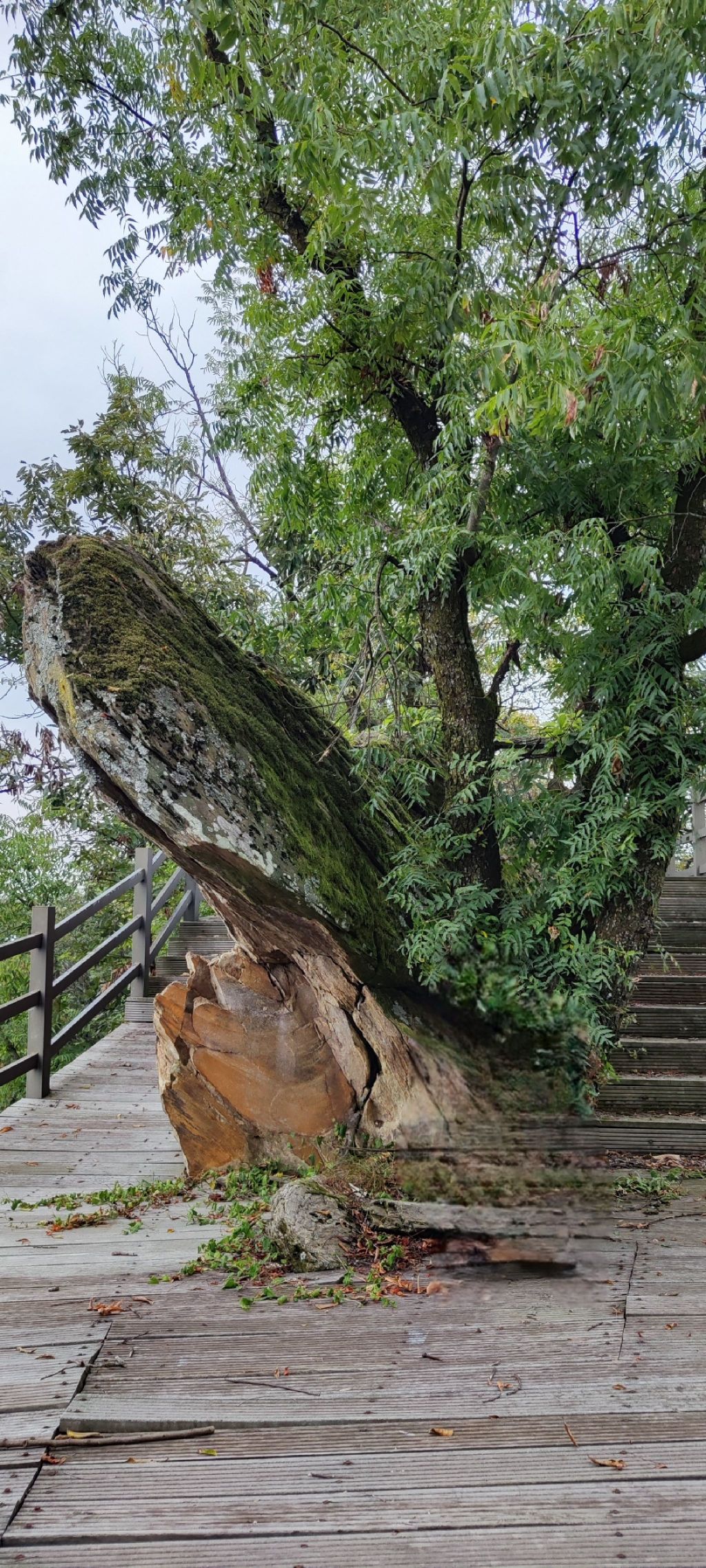 东沟景区杜鹃岭旅行图片 1
