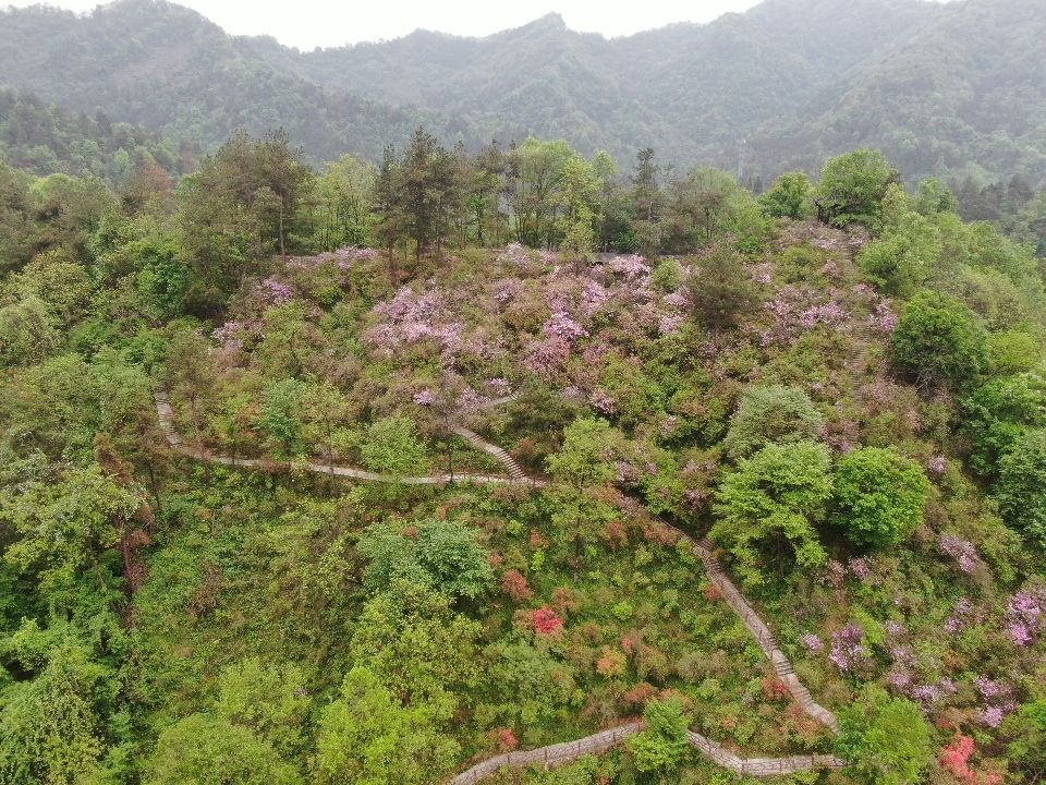 东沟景区杜鹃岭旅行图片 1