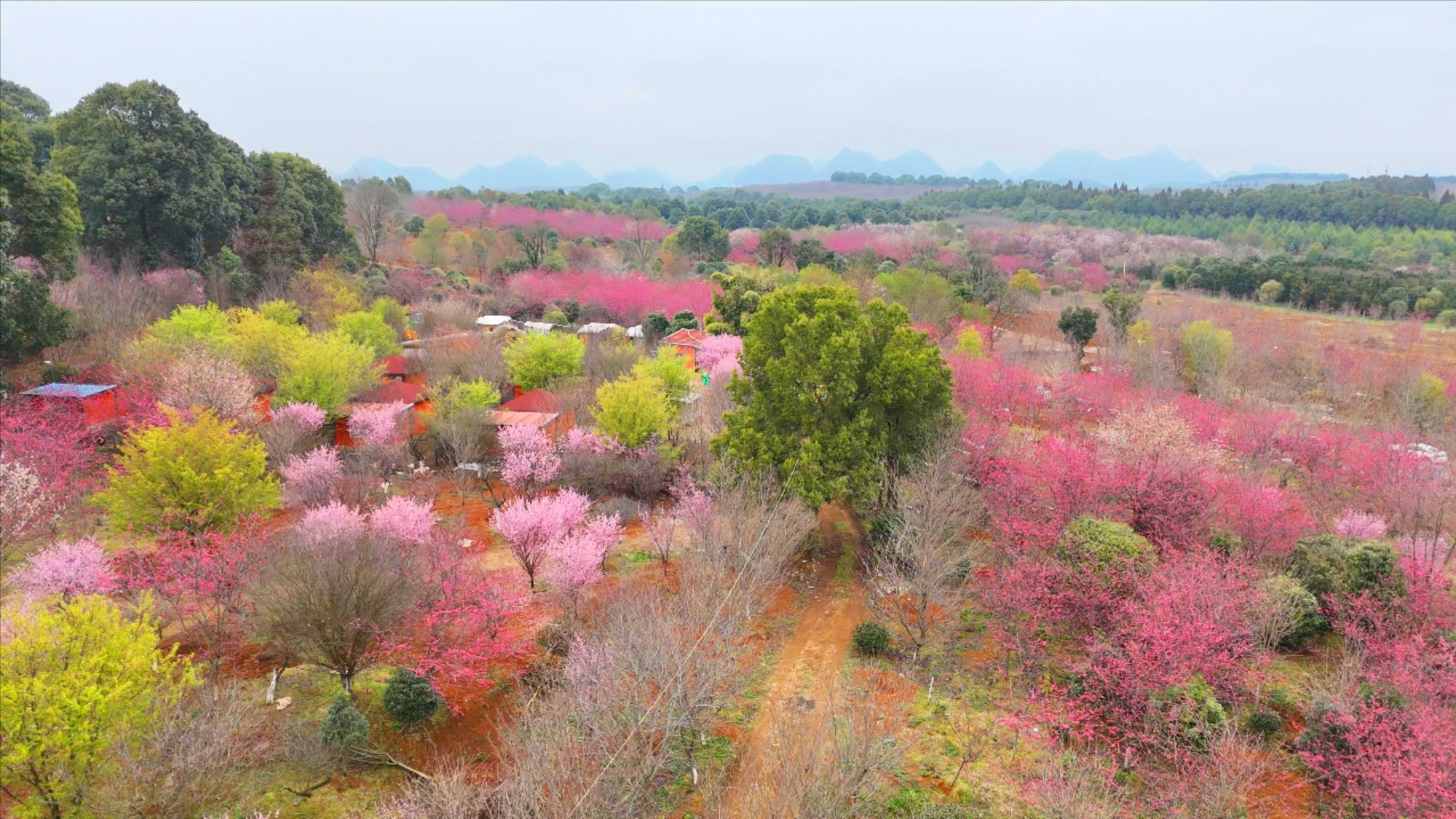 国樱生态文化园旅行图片 3