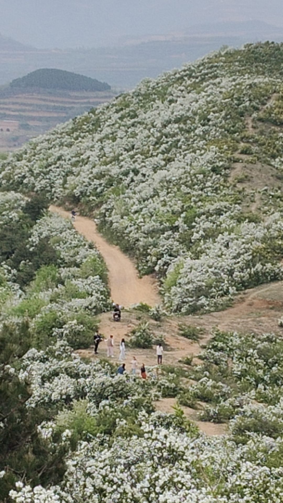 夏县后坡白鹃梅植物园旅行图片