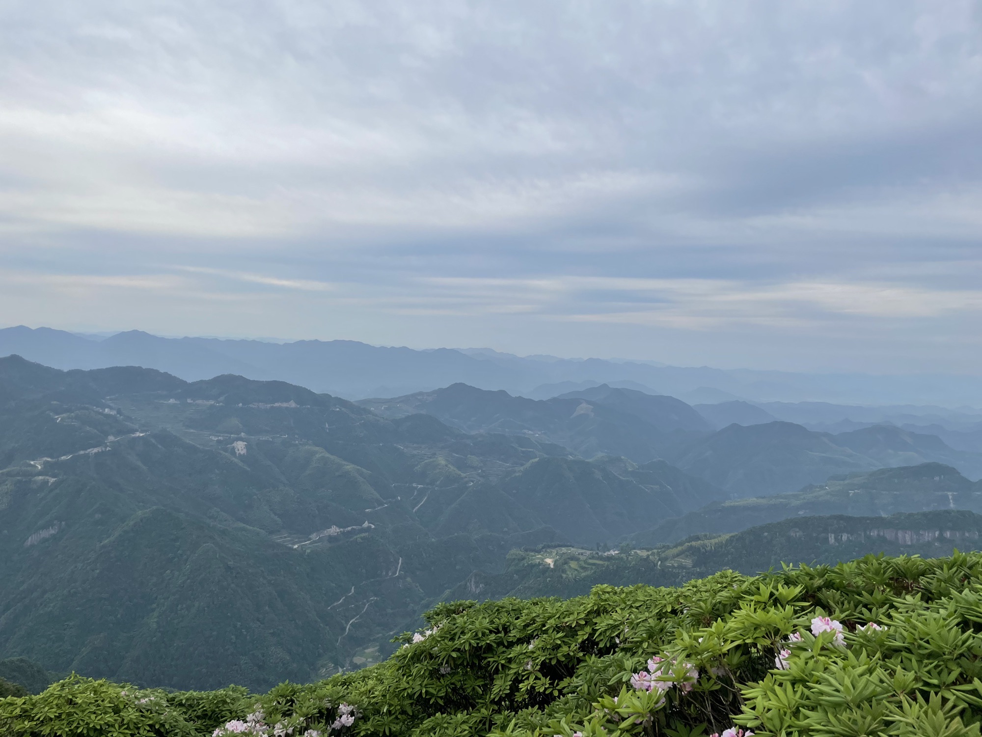 仙居县高山云锦杜鹃观赏区旅行图片 2