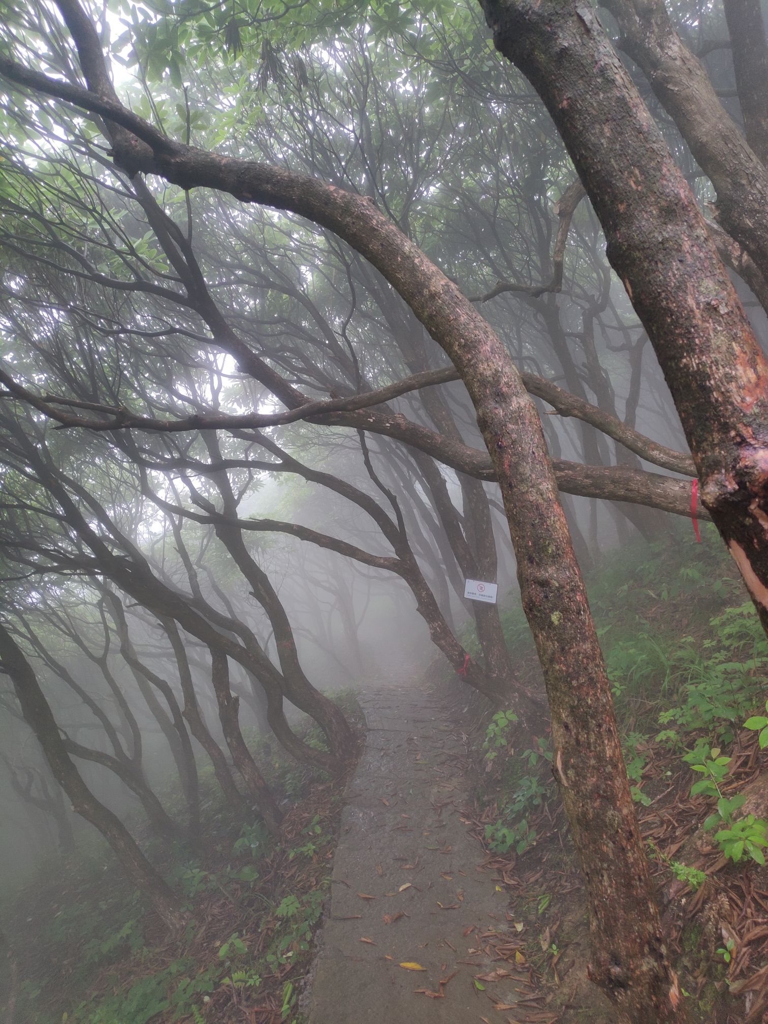 仙居县高山云锦杜鹃观赏区旅行图片 1