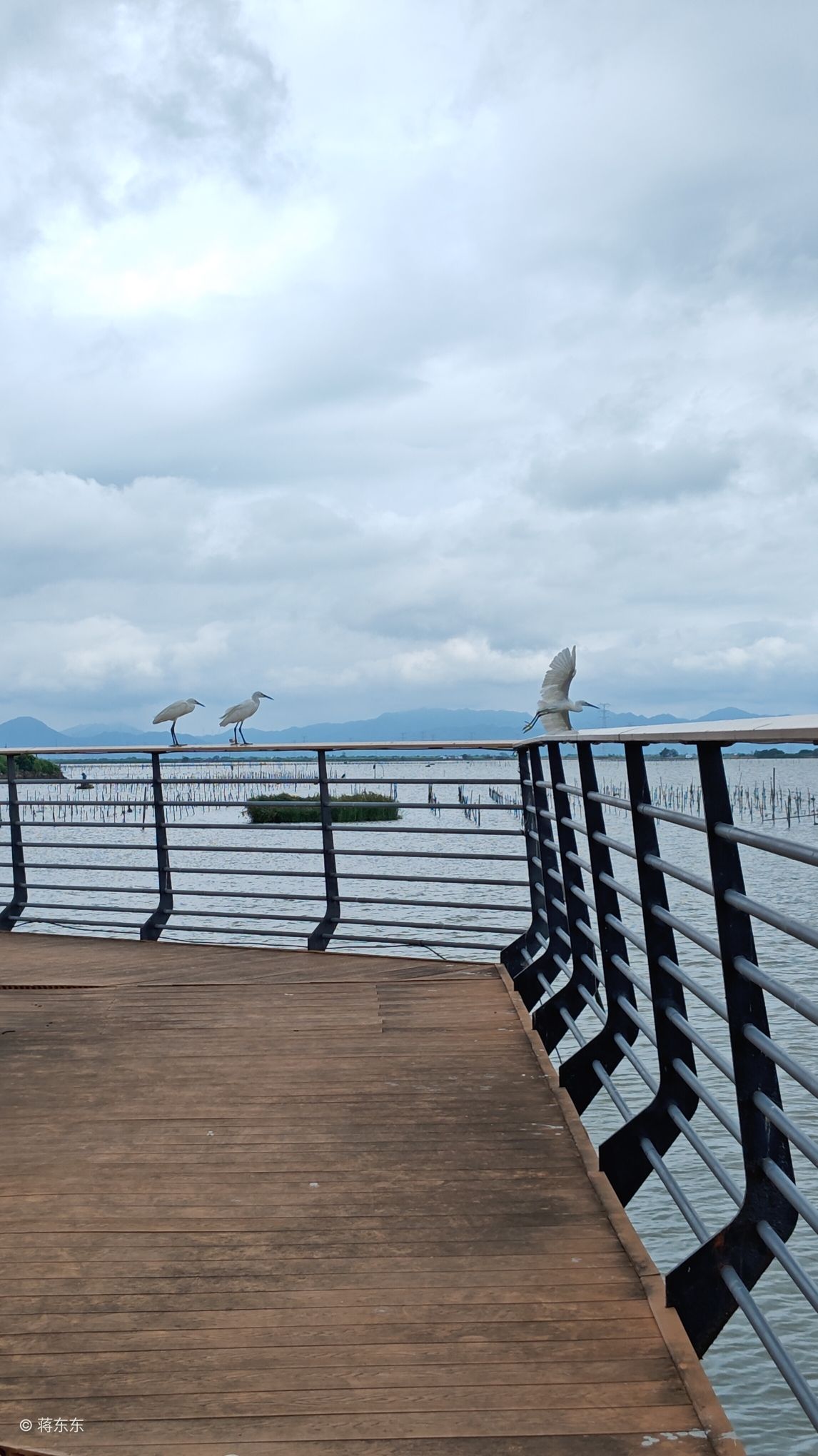 晨洲白鹭公园旅行图片 1