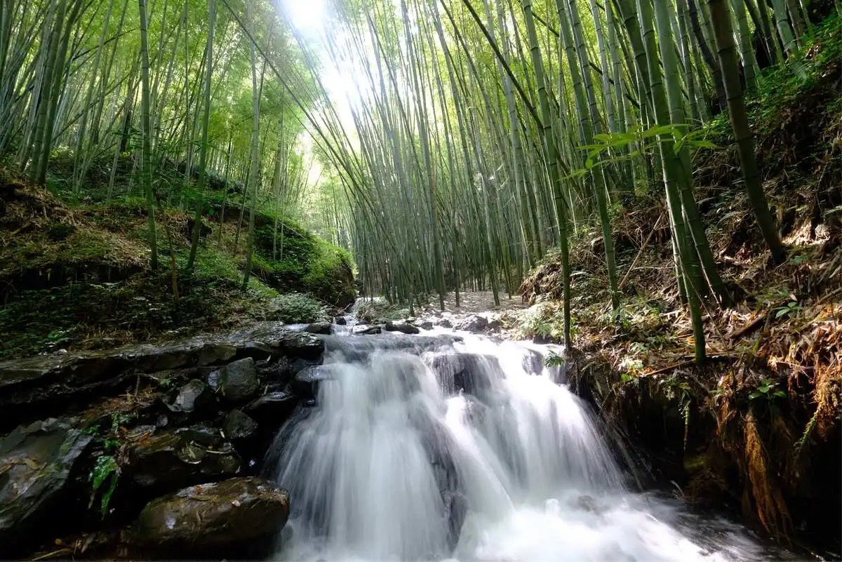 中国·秦岭·竹海