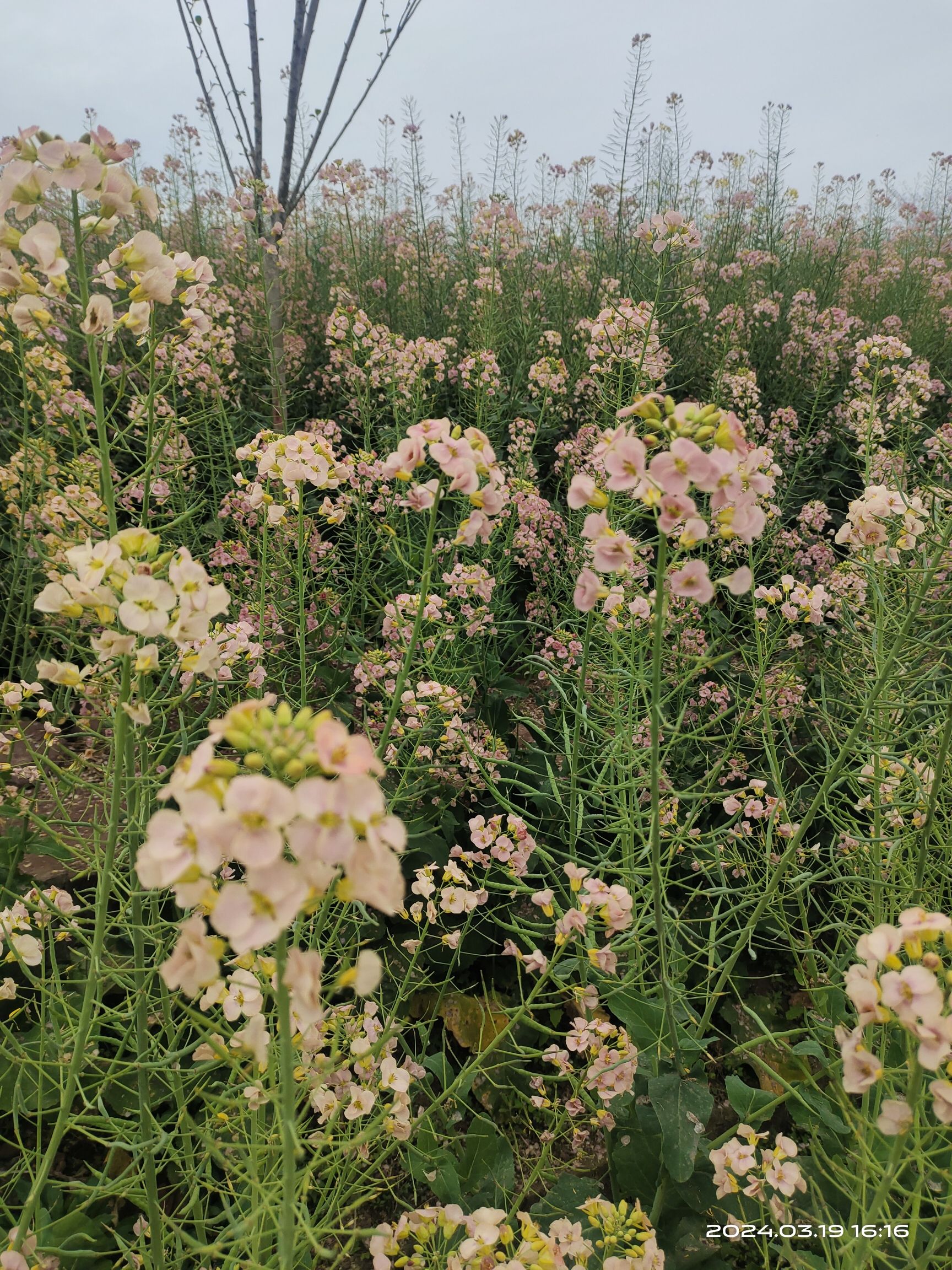 自贡市沿滩区永安镇彩色油菜基地旅行图片 3