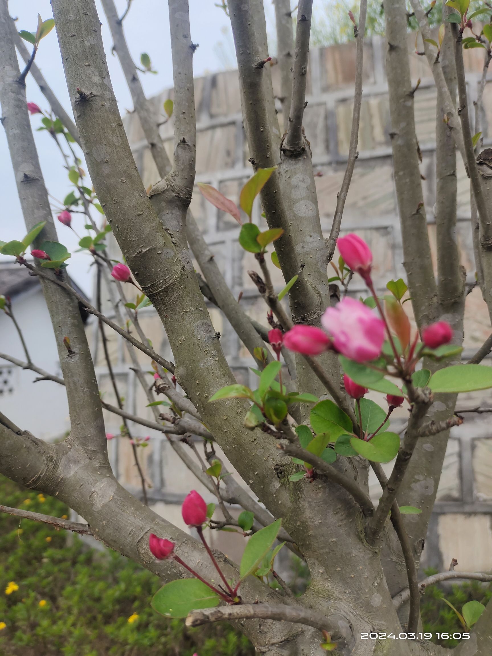 自贡市沿滩区永安镇彩色油菜基地旅行图片 1