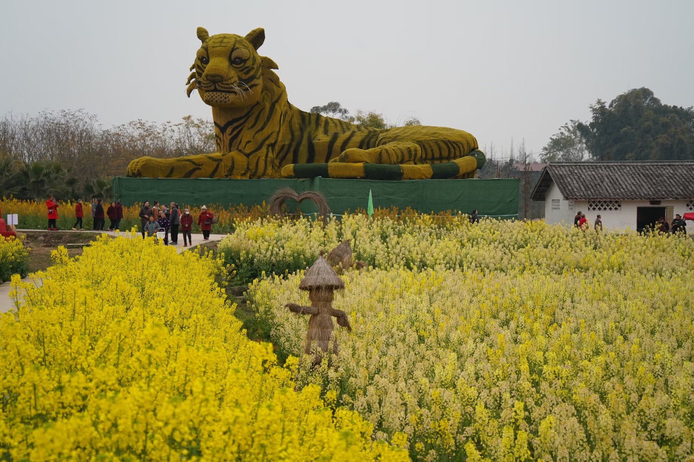 自贡市沿滩区永安镇彩色油菜基地旅行图片 2