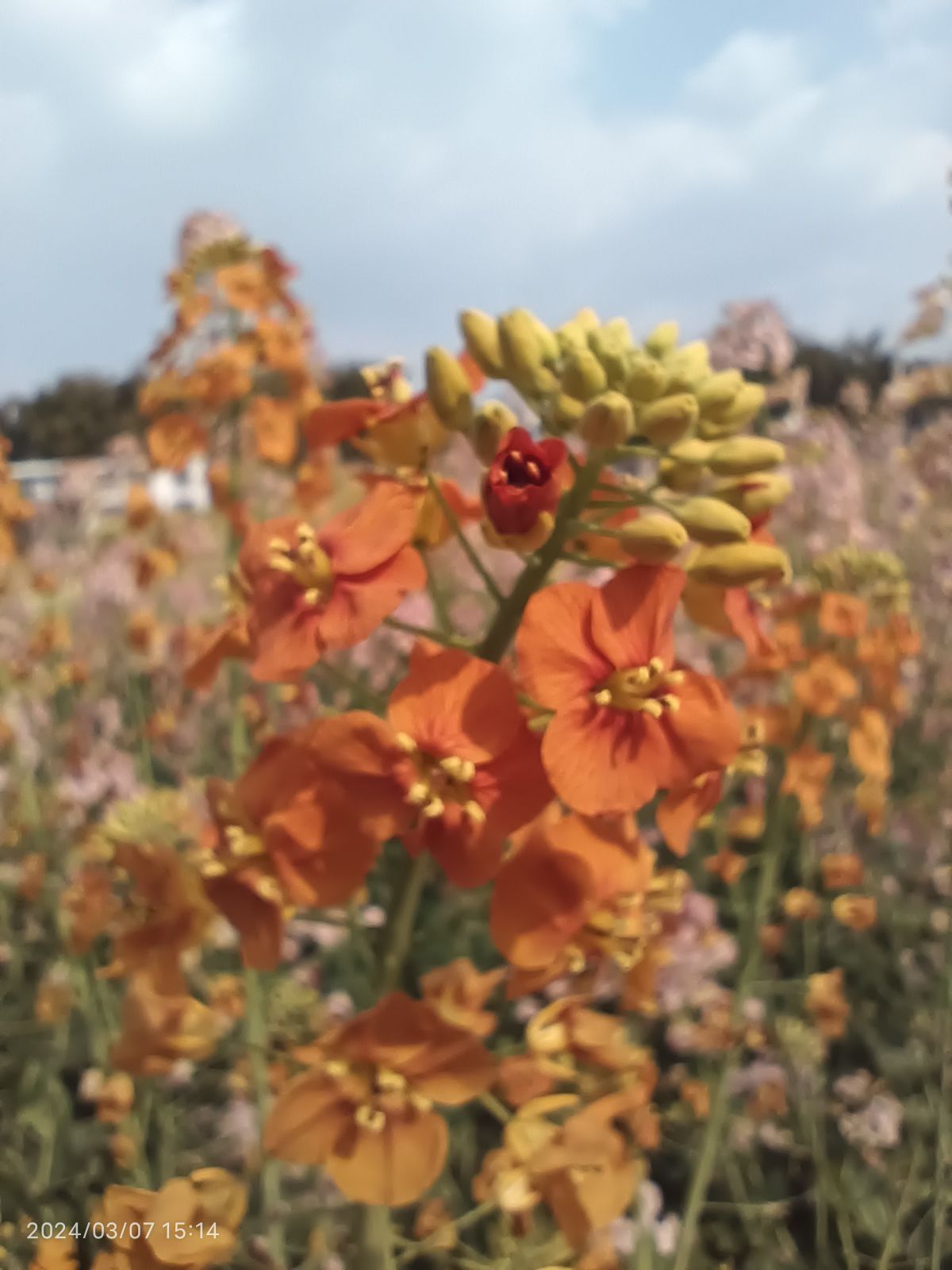 自贡市沿滩区永安镇彩色油菜基地旅行图片 3