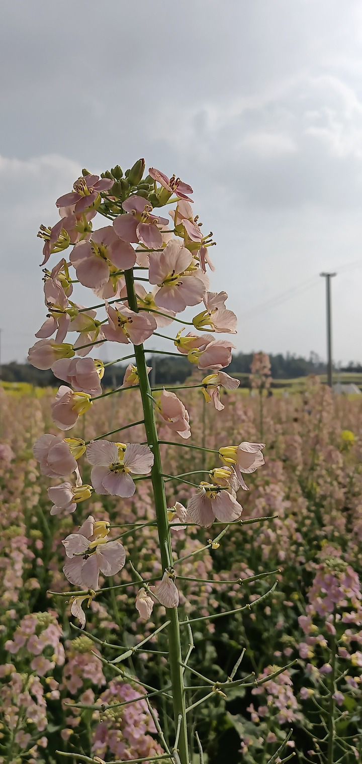 自贡市沿滩区永安镇彩色油菜基地旅行图片 2