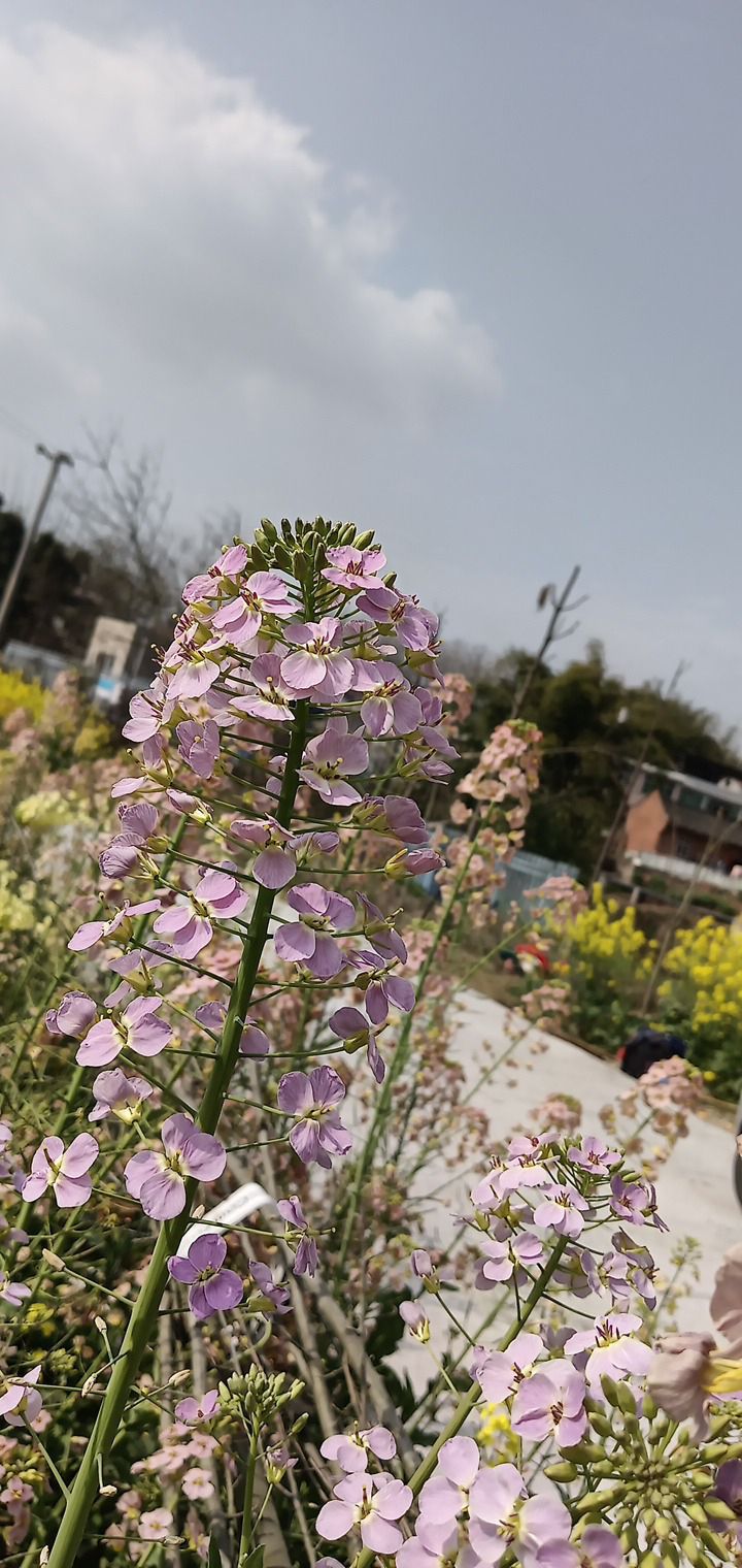 自贡市沿滩区永安镇彩色油菜基地旅行图片 1