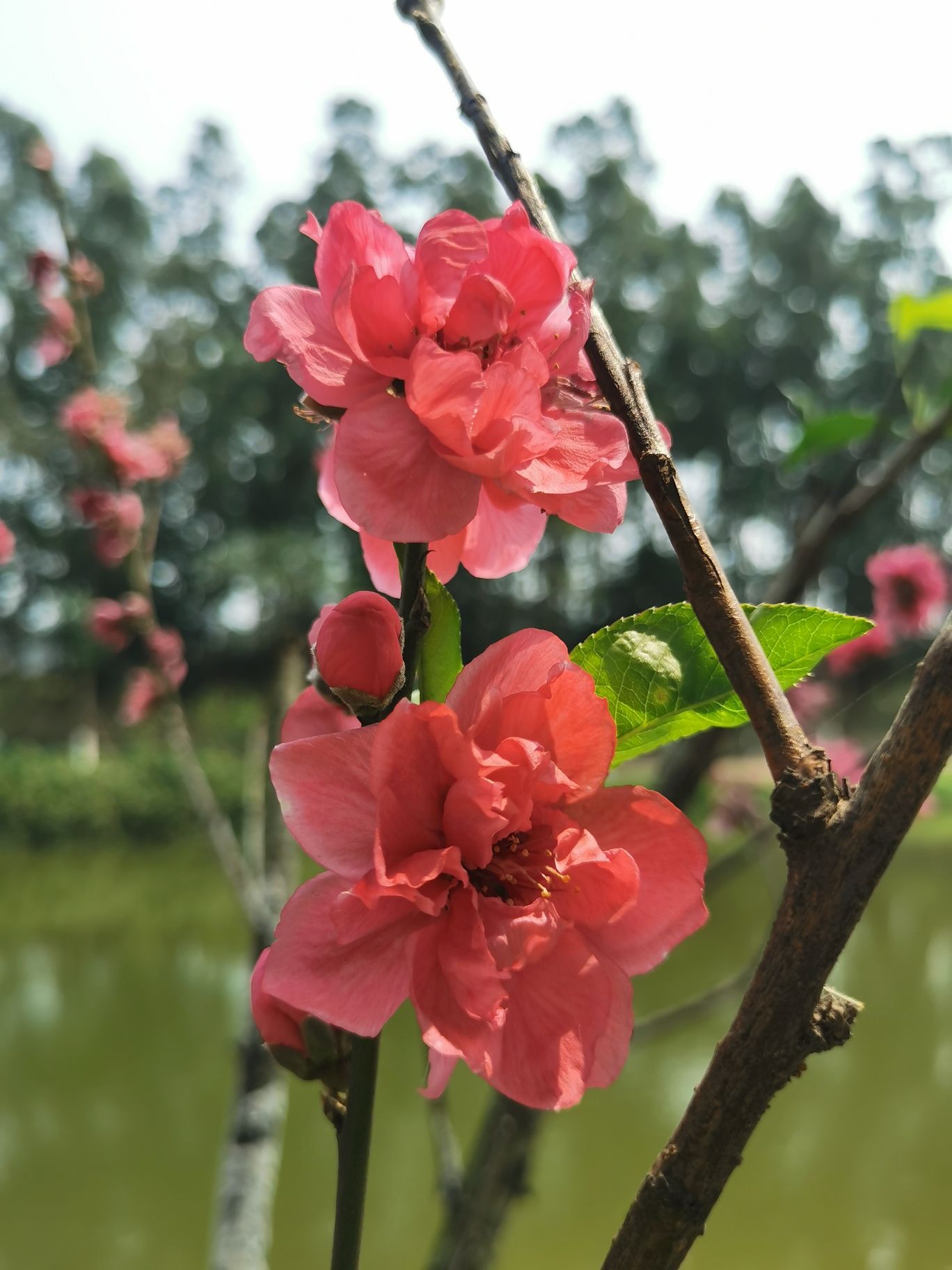 十里桃源旅行图片 1