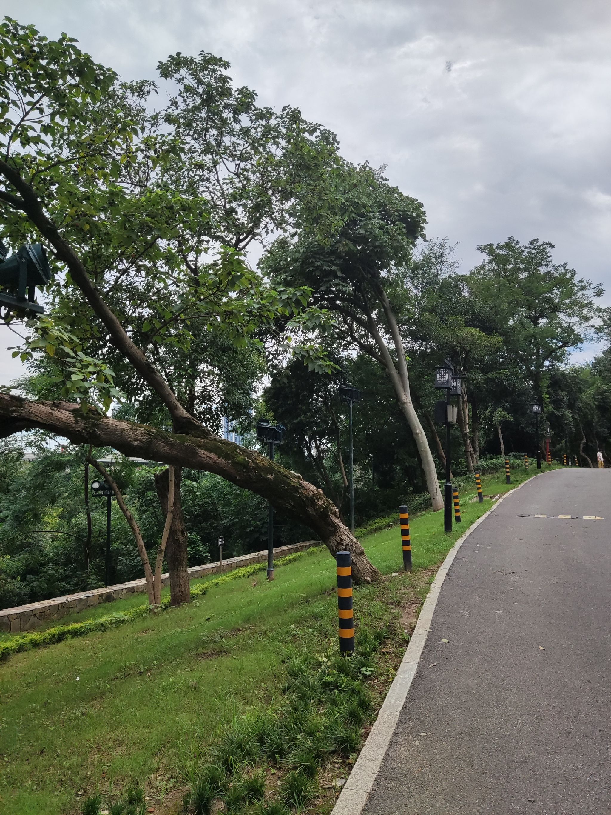 樱花栈道旅行图片 2