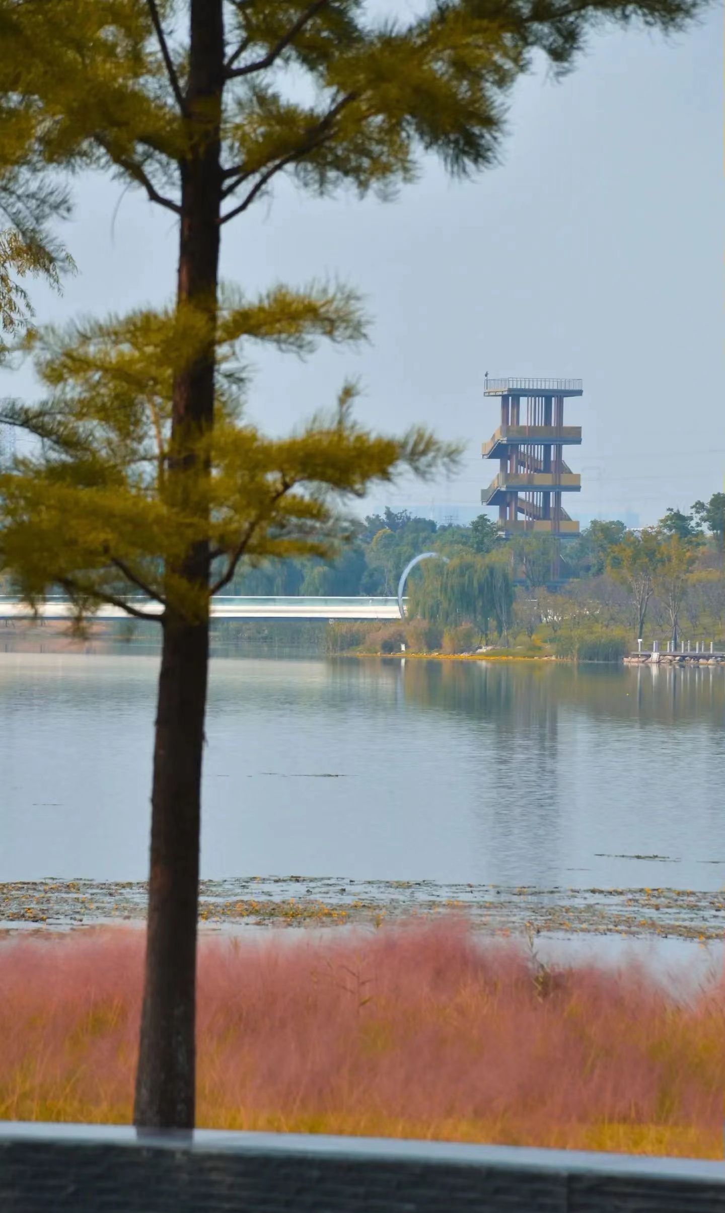 上湖生态公园旅行图片 3