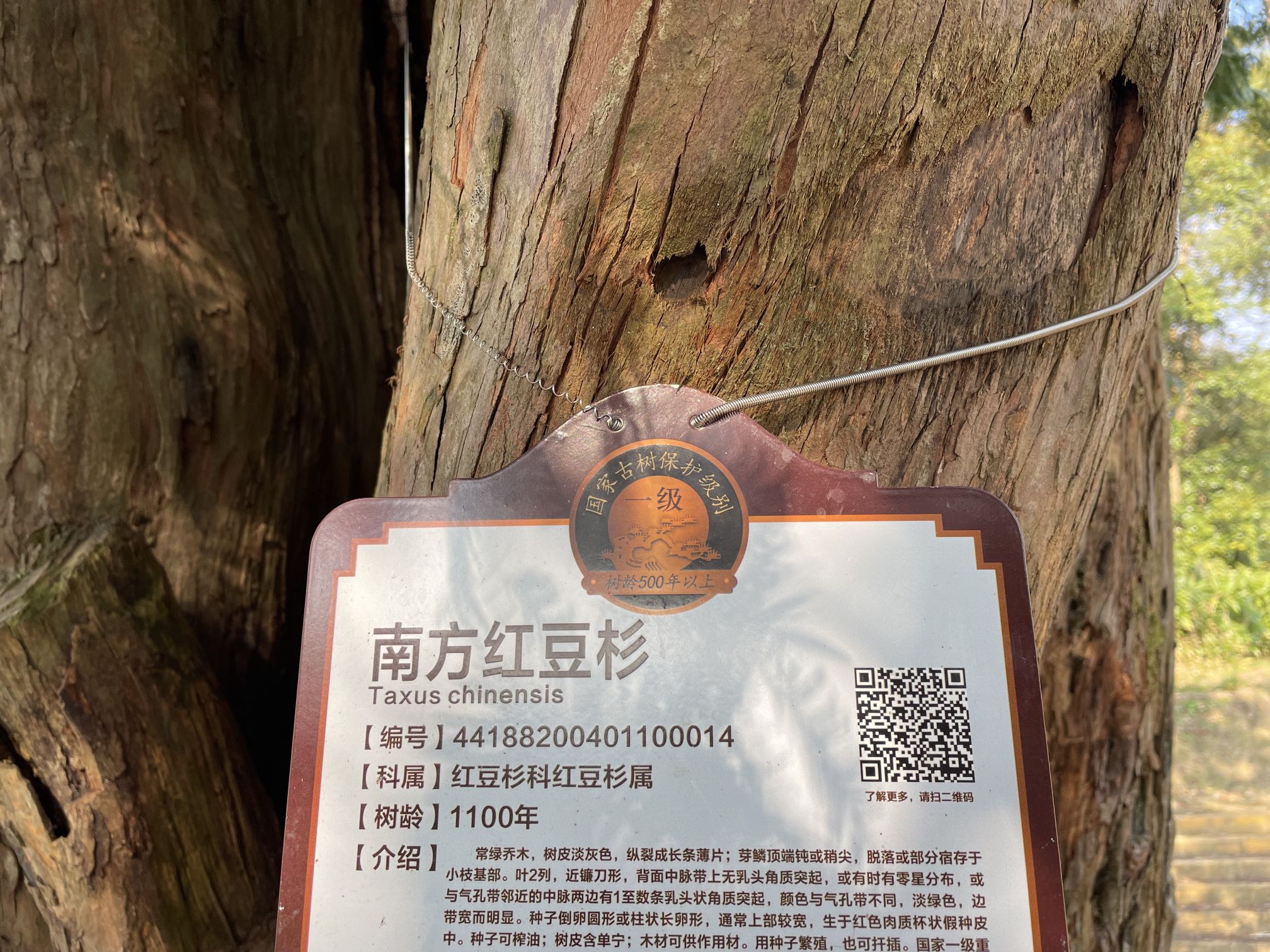 连州千年红豆杉旅行图片 1