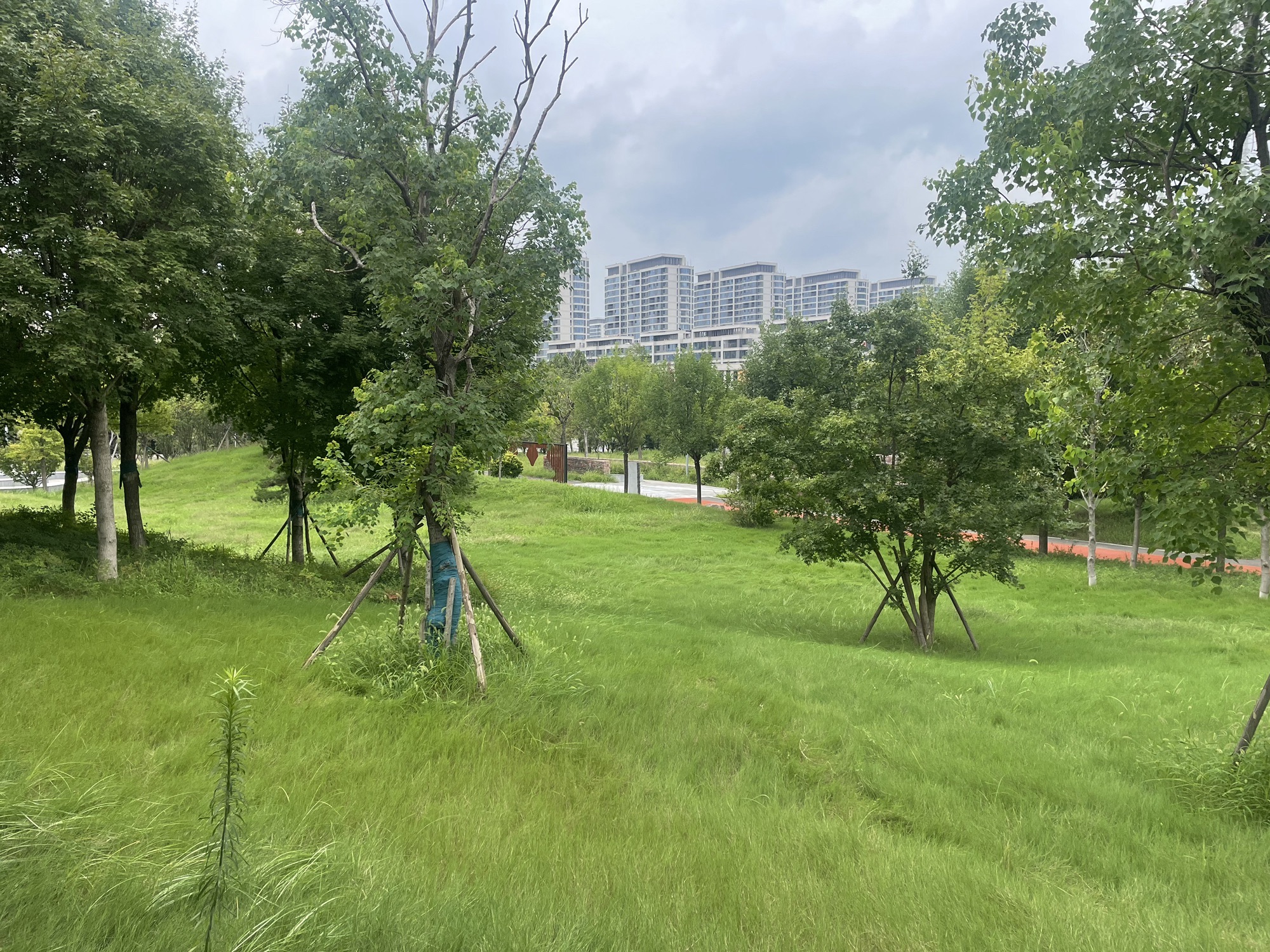 杜寨遗址生态文化公园旅行图片 2