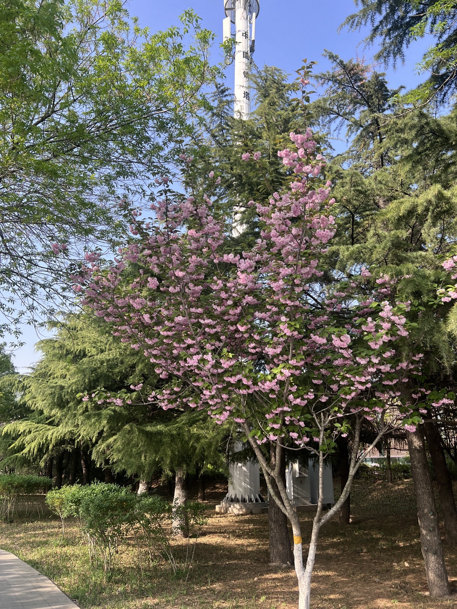 潍坊市人才公园旅行图片 2