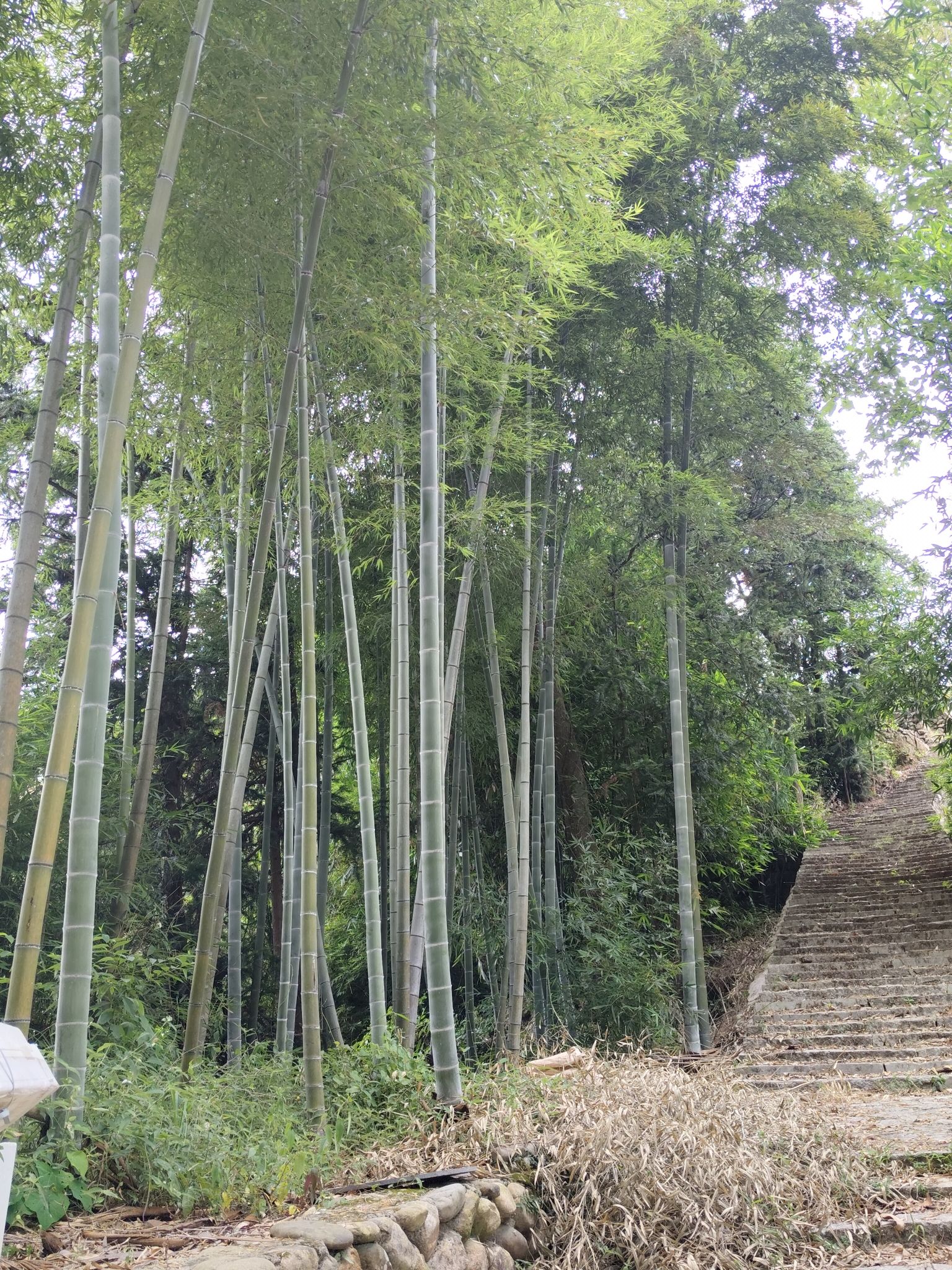 彭溪村古树公园