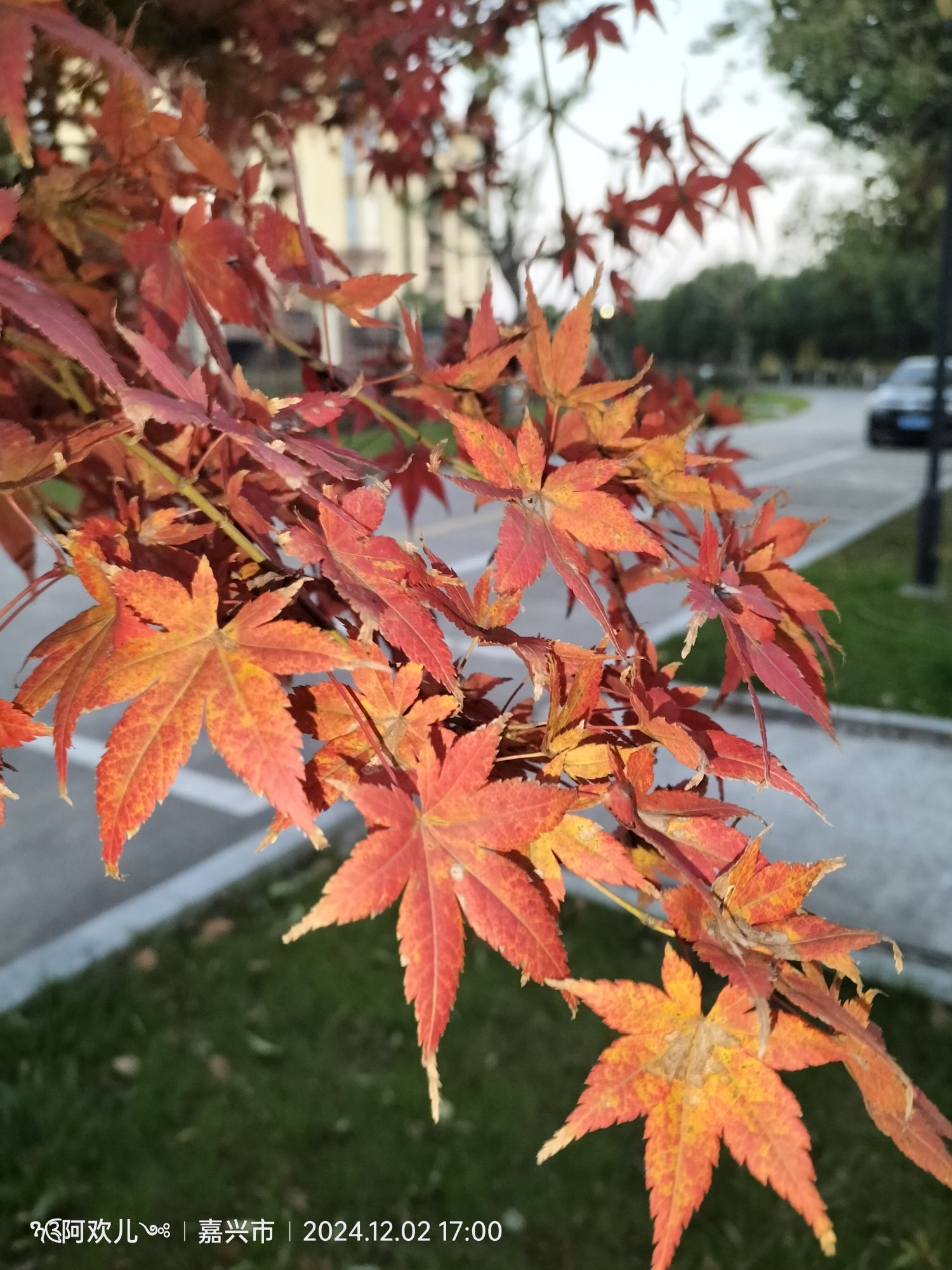 庄柴湖湿地公园旅行图片 3