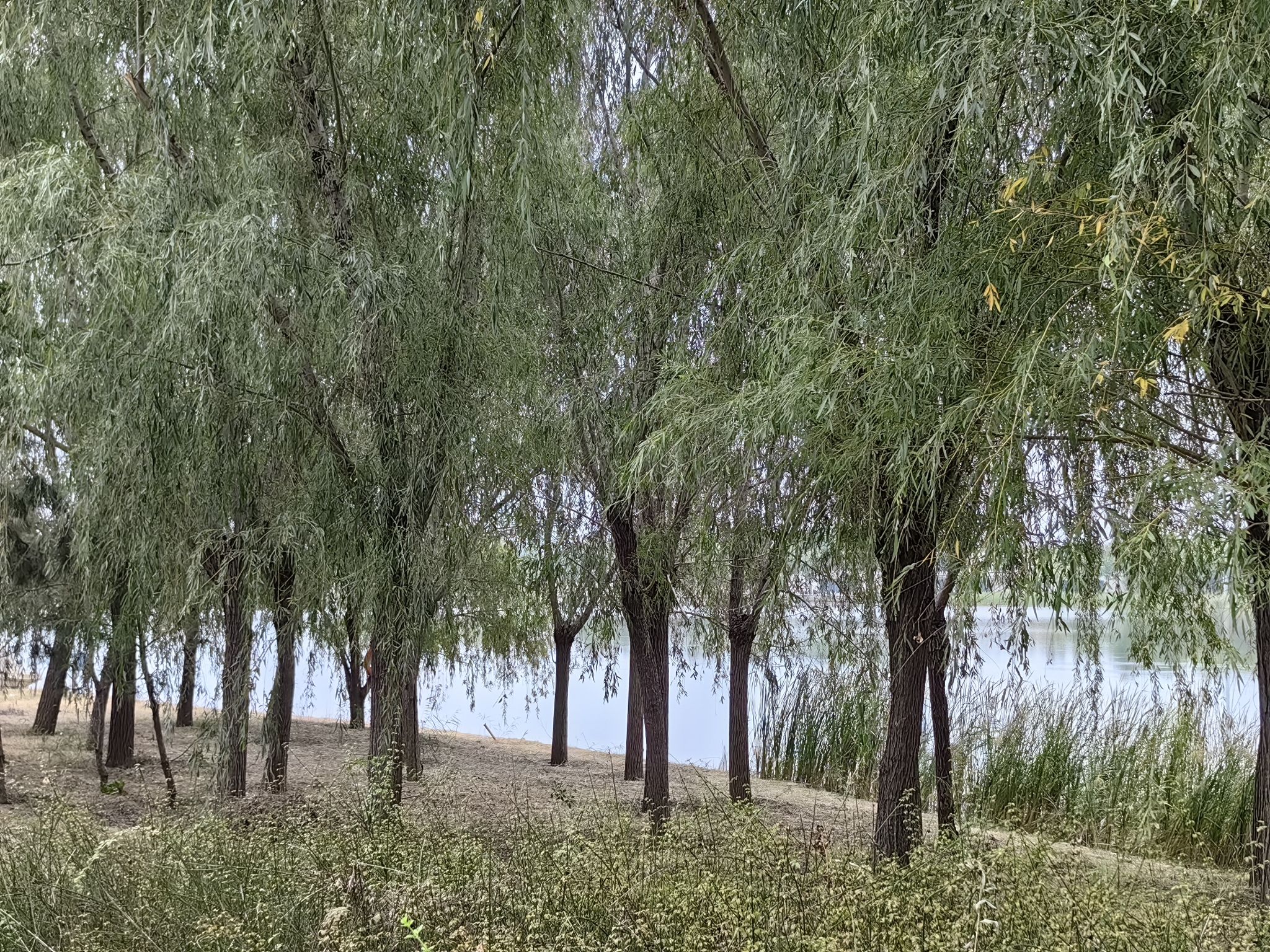 郑州牟山湿地公园旅行图片