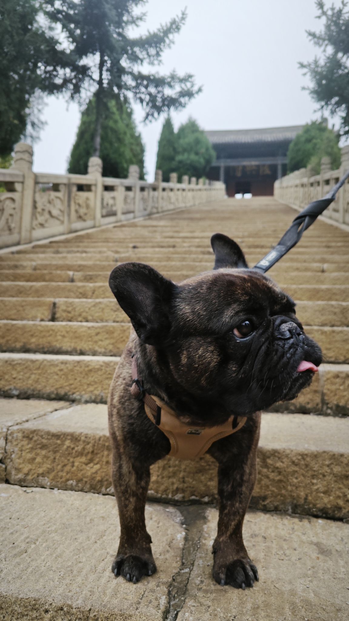 圆觉殿旅行图片 1