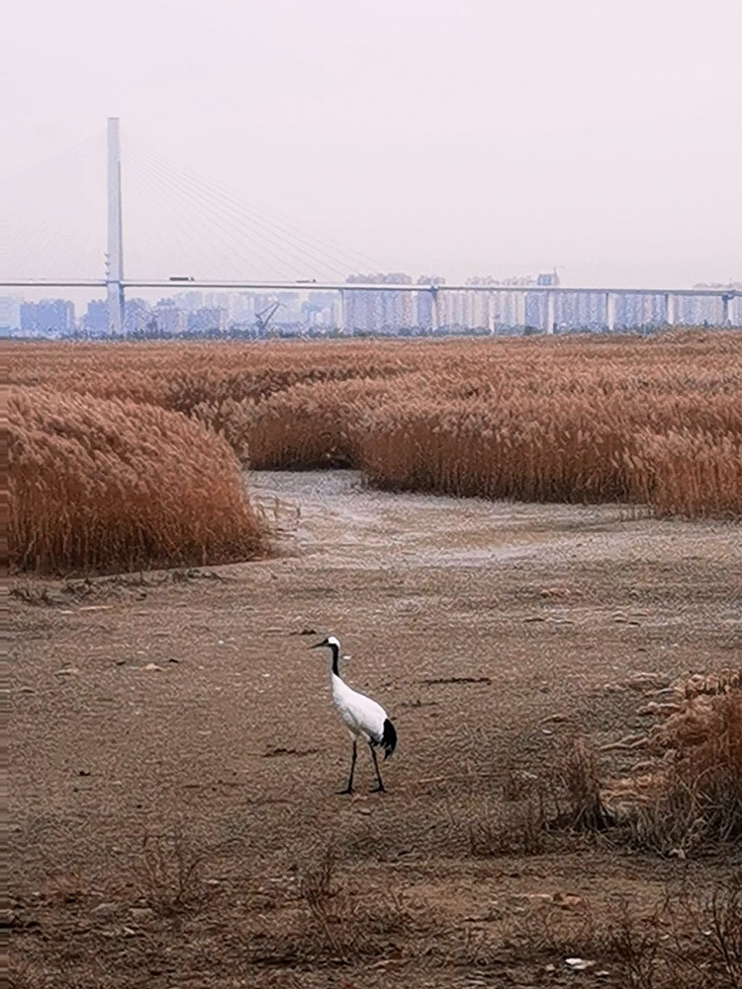 仙鹤湾旅行图片 3
