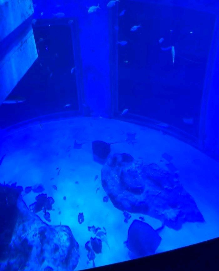包头市印象城·海洋生物馆旅行图片 2