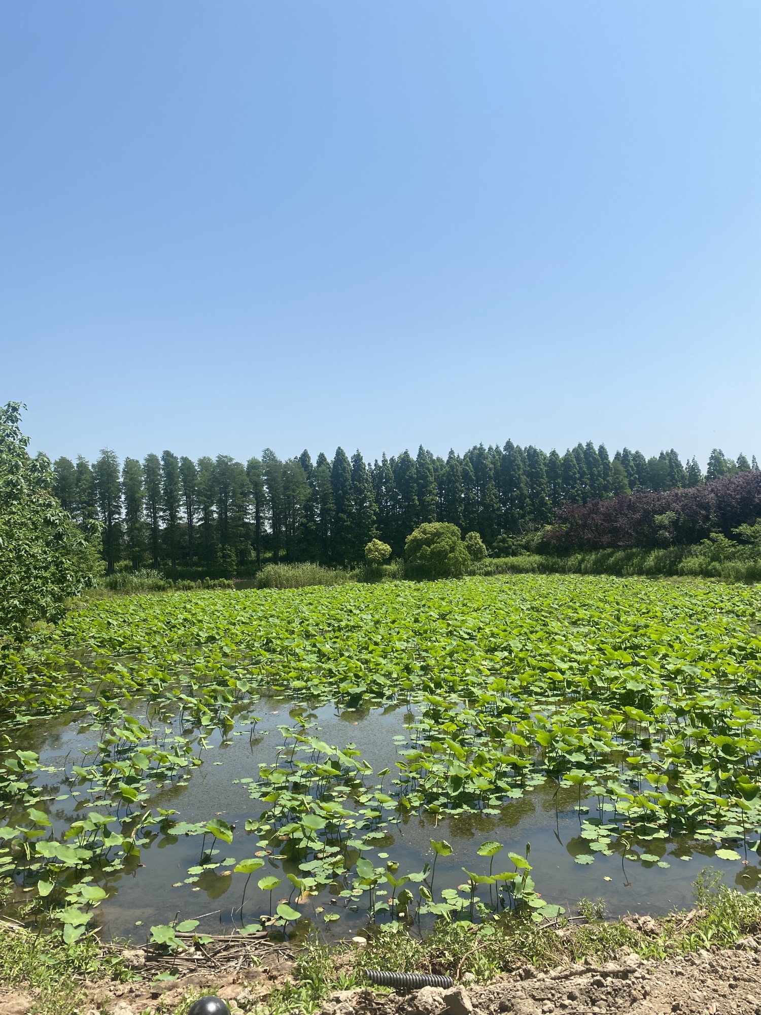 长江林场探险公园旅行图片 3
