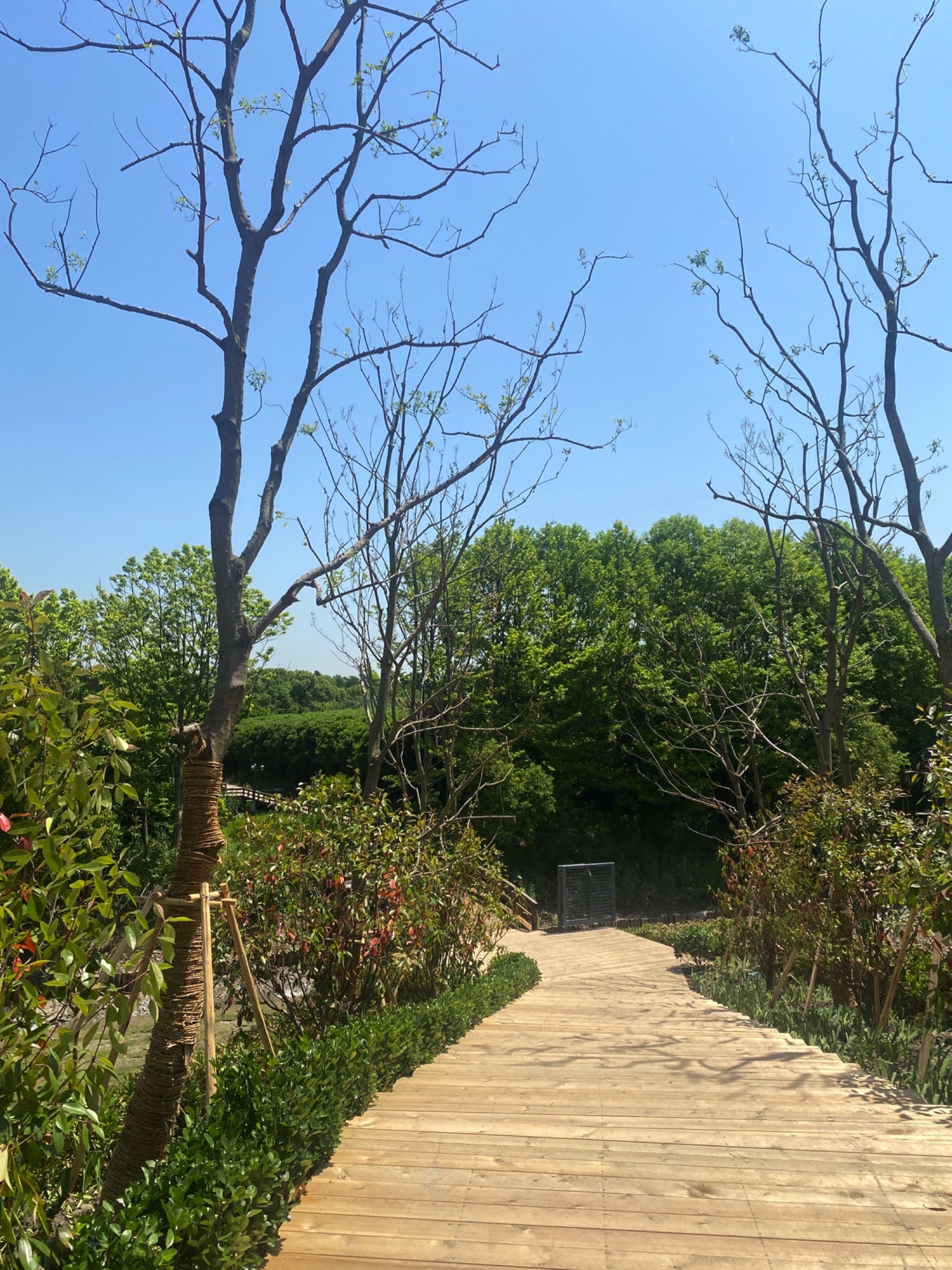 长江林场探险公园旅行图片 1