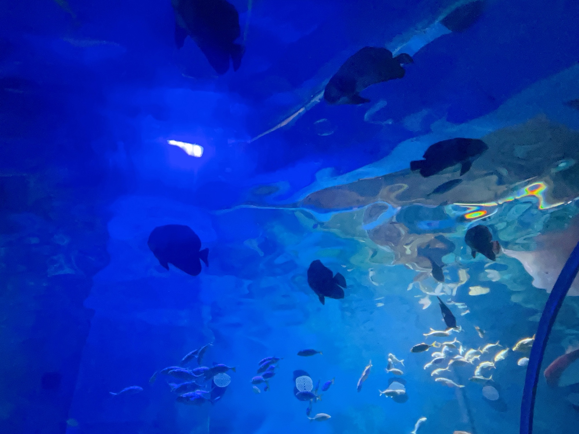 九江海底世界旅行图片 3