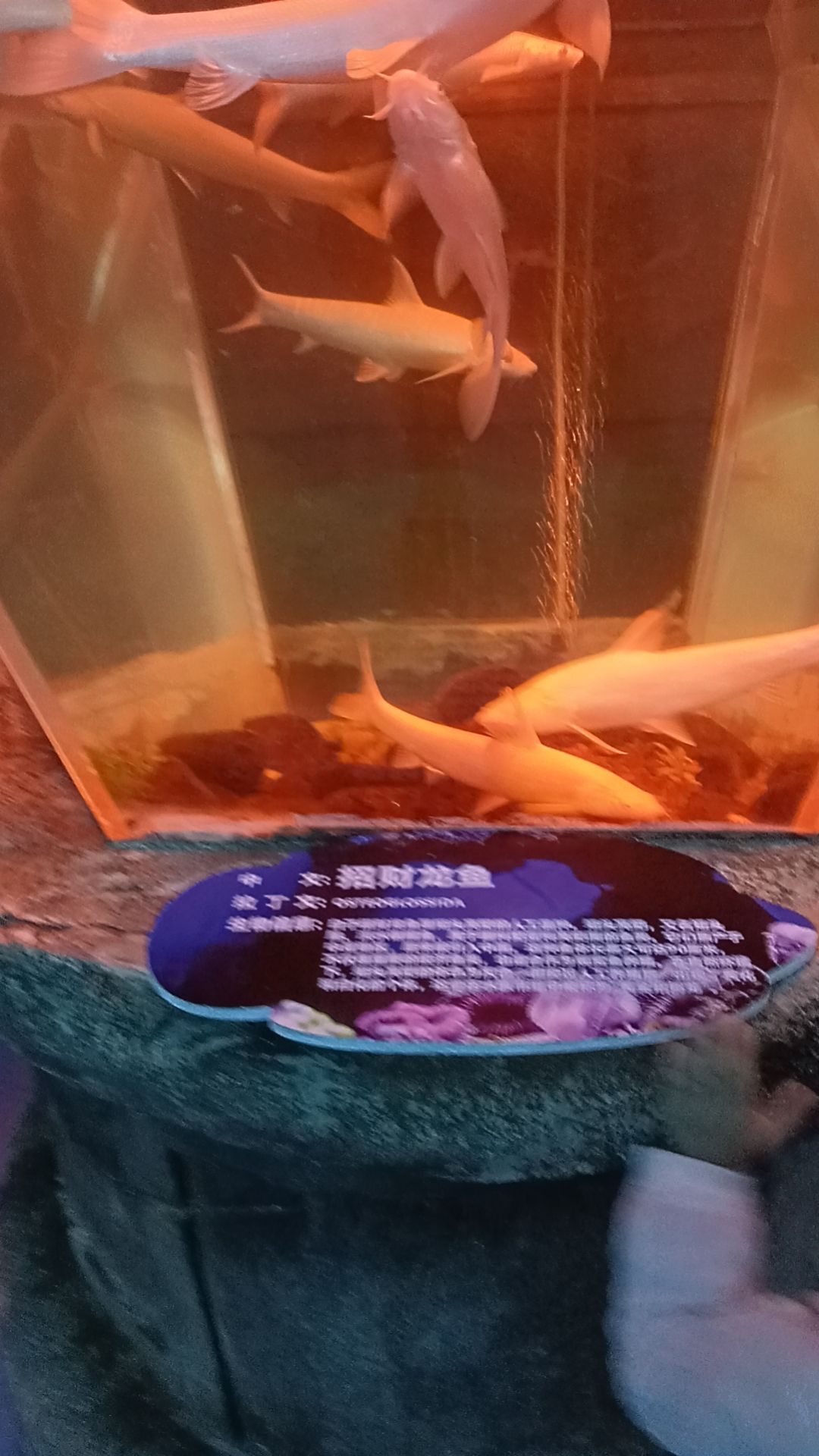 九江海底世界旅行图片 3