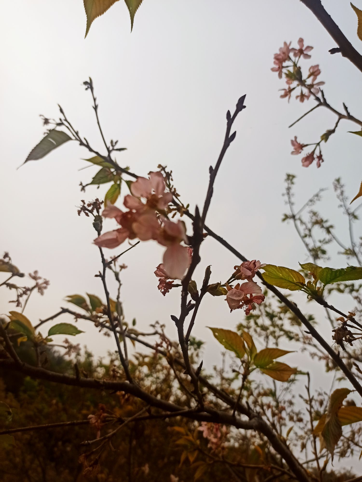 海沧大屏山樱花谷旅行图片 2