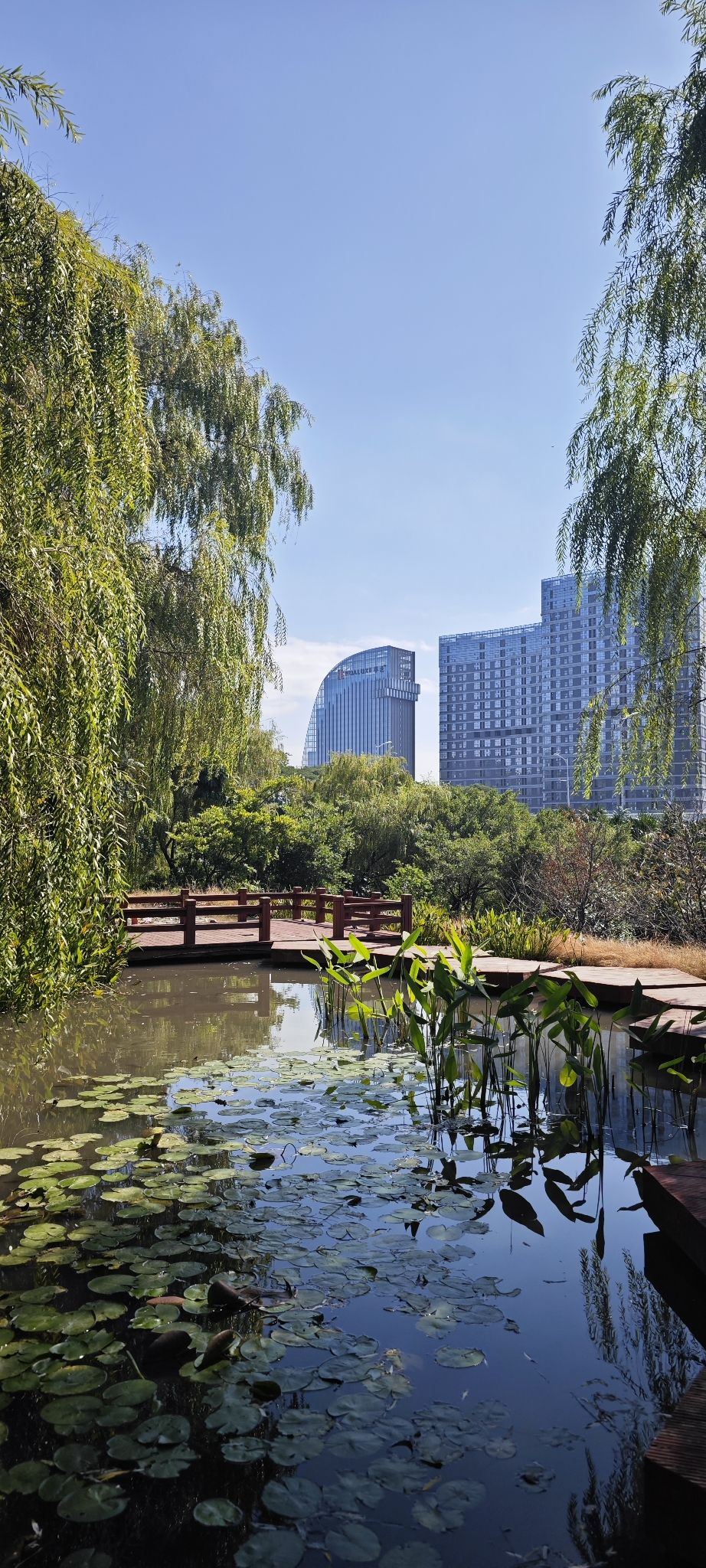 海沧大屏山樱花谷旅行图片 3