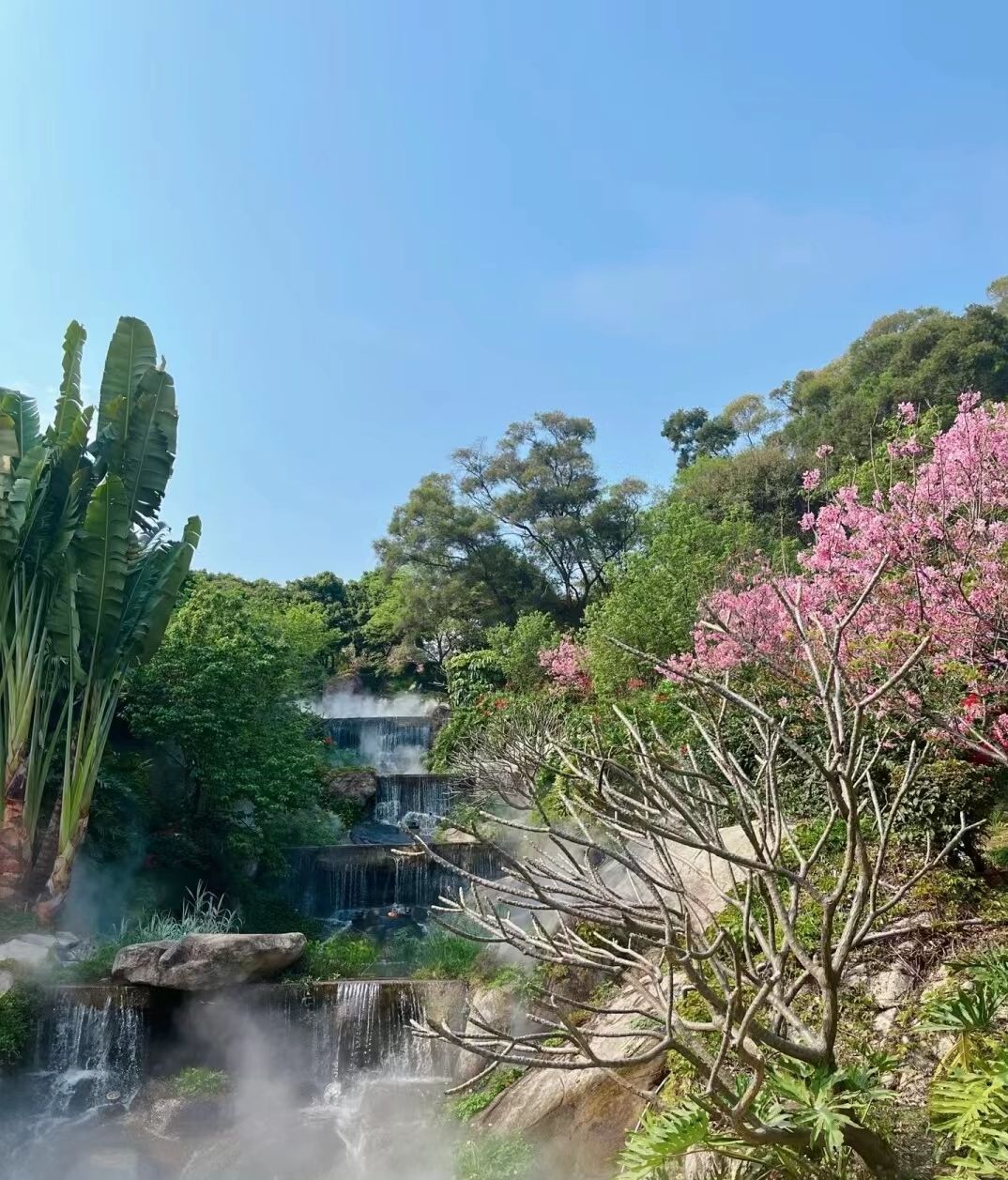 海沧大屏山樱花谷旅行图片 3
