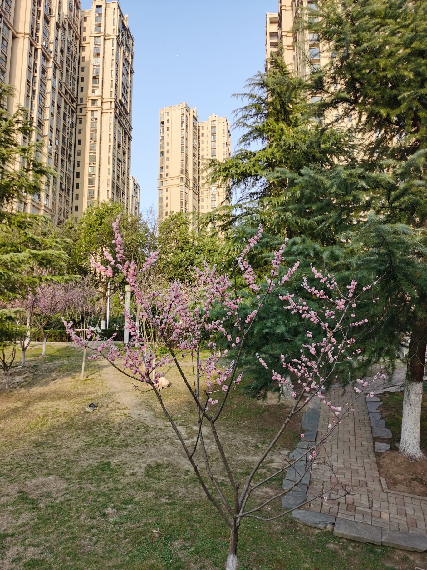 匡河路梅花林旅行图片 1