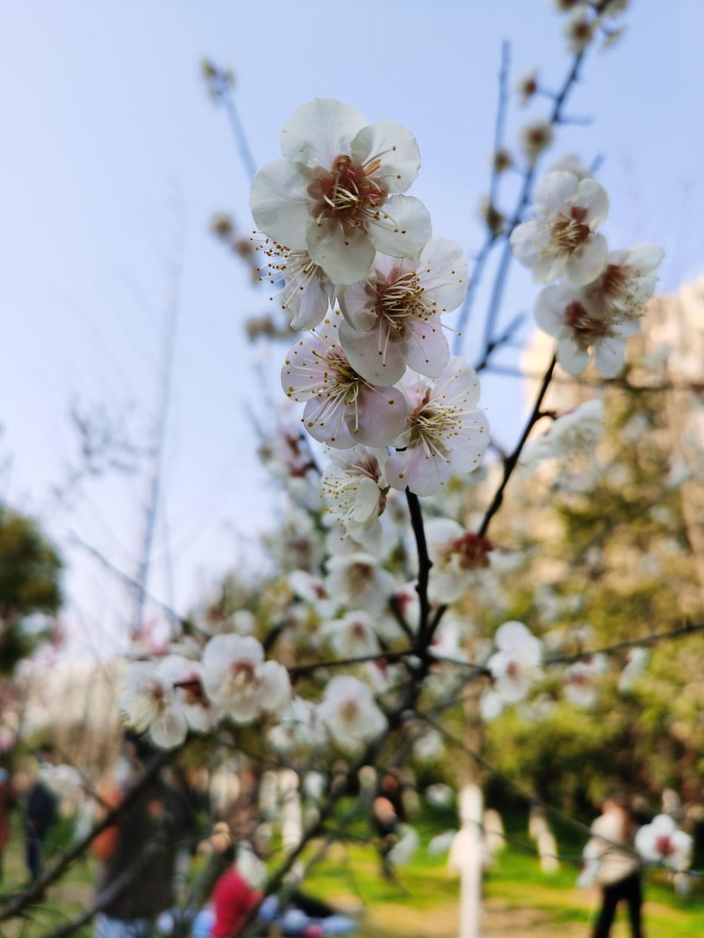 匡河路梅花林旅行图片 2