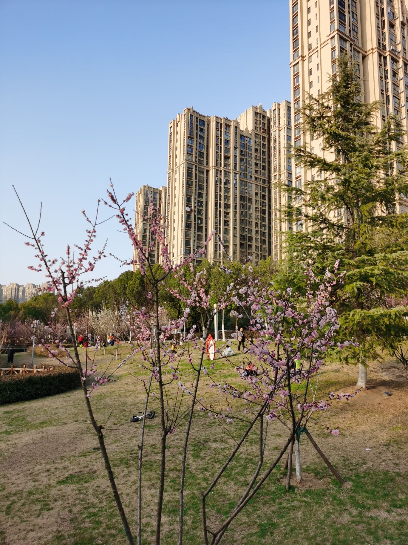匡河路梅花林旅行图片 3