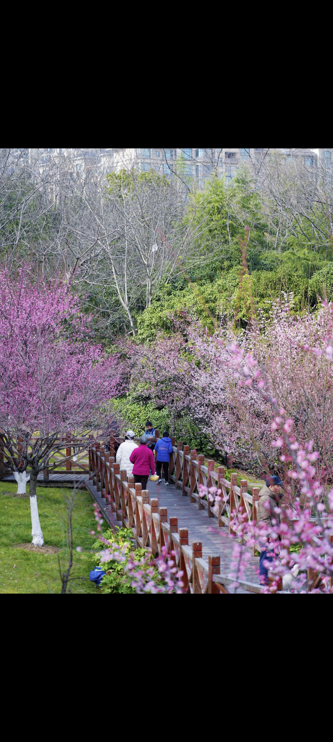 匡河路梅花林旅行图片 1