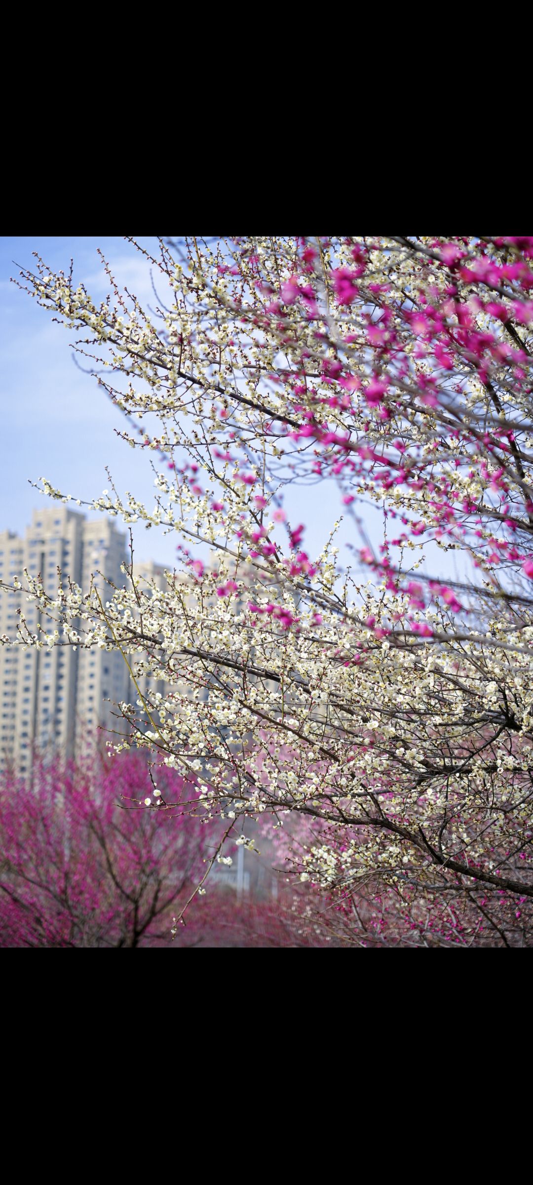 匡河路梅花林旅行图片 2