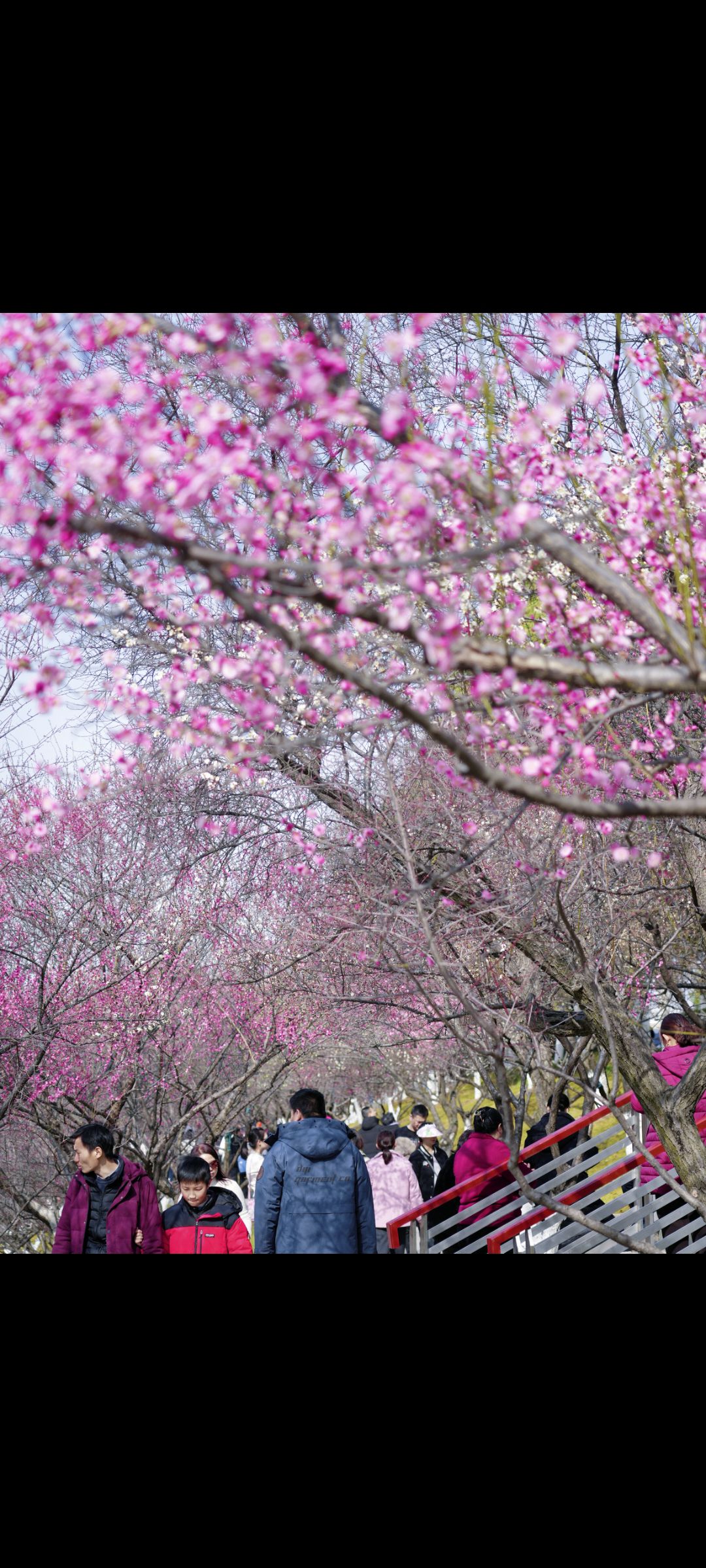 匡河路梅花林旅行图片 3