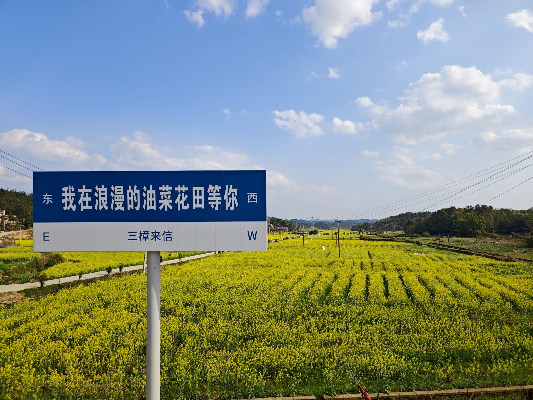 三樟镇岭林村油菜花田旅行图片 1