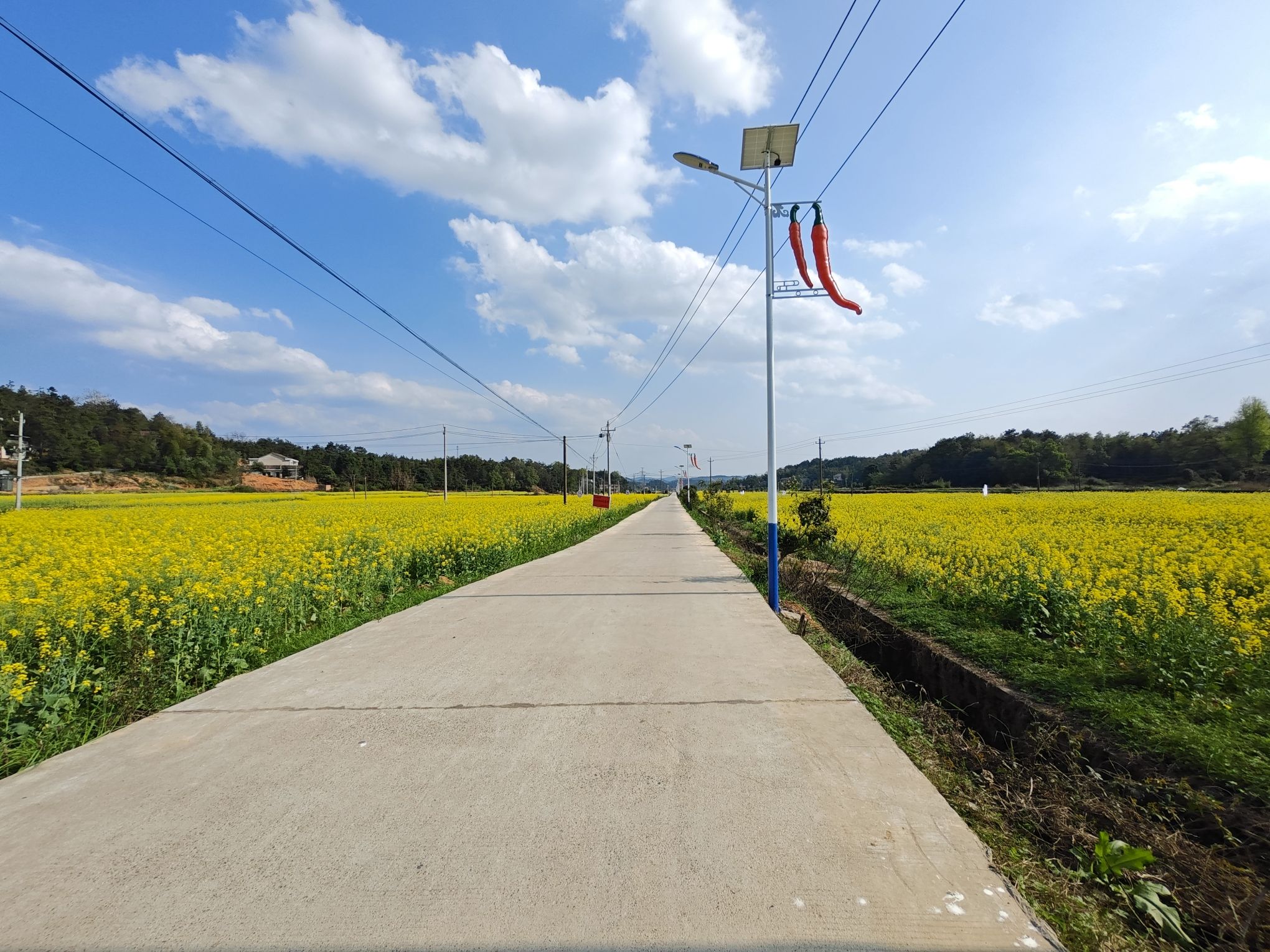 三樟镇岭林村油菜花田旅行图片 2