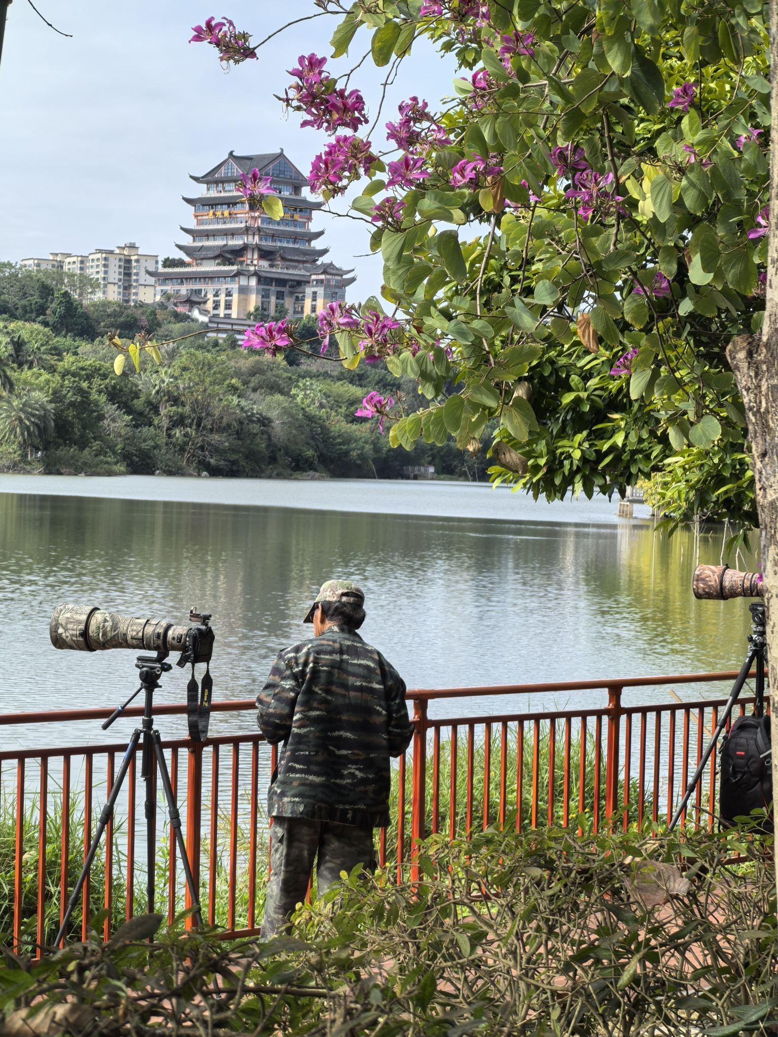 青秀湖鸟类观景台旅行图片 2