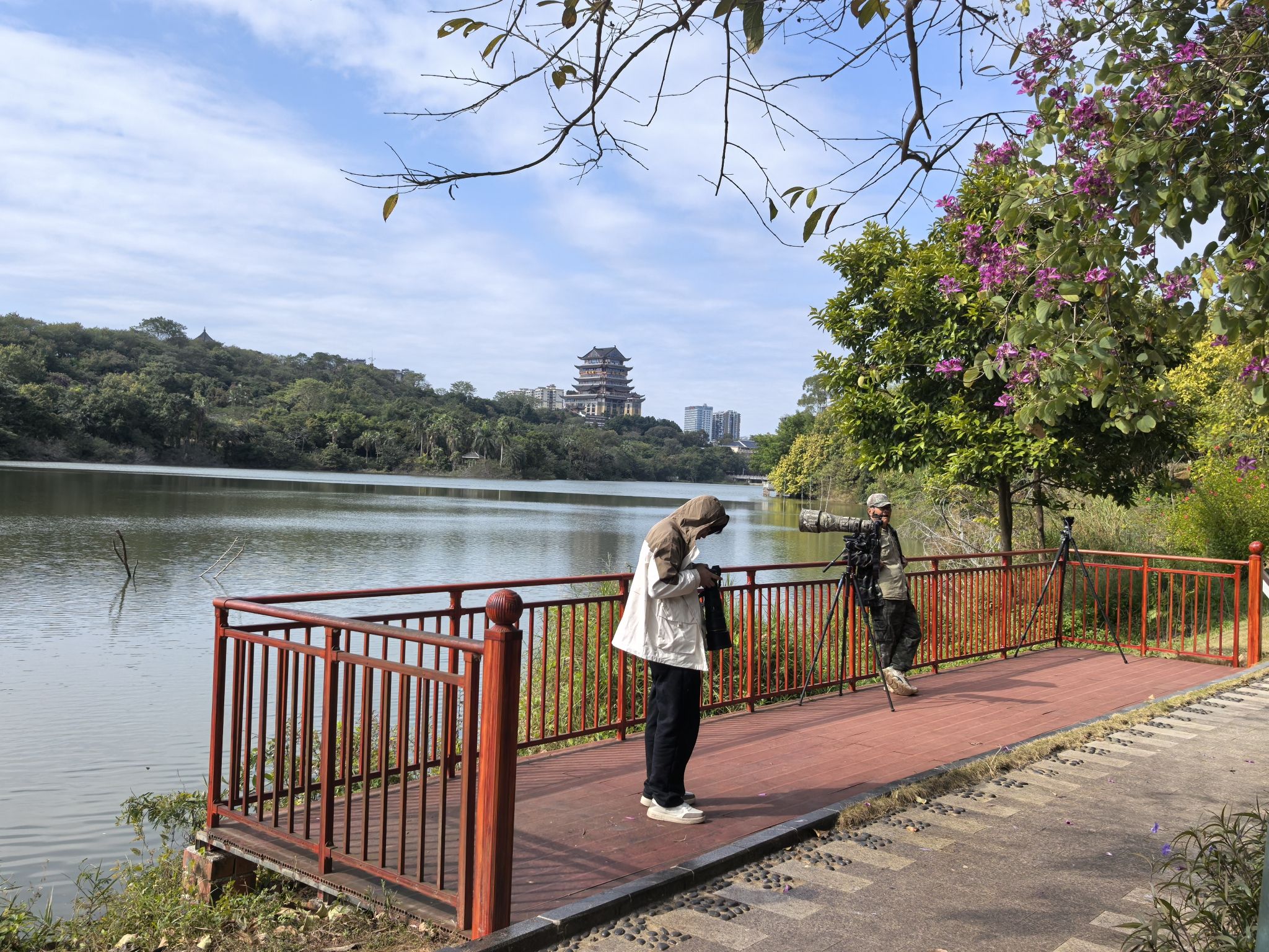 青秀湖鸟类观景台旅行图片