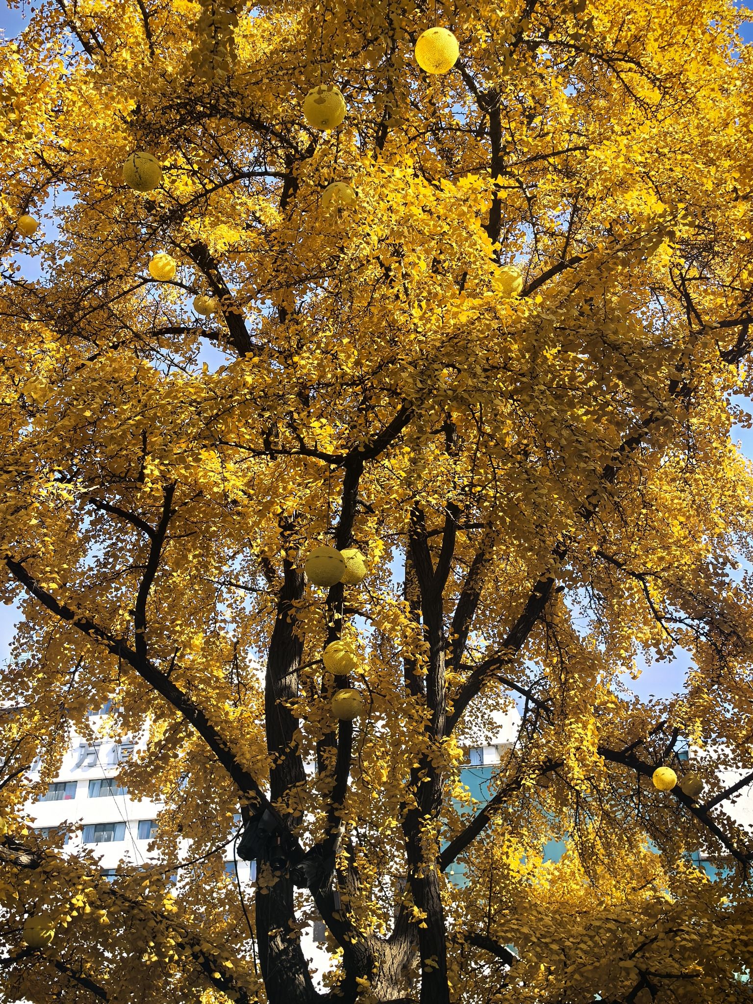 丹东市杜鹃广场旅行图片 3