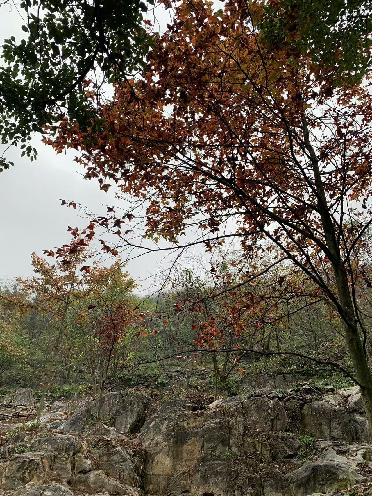 听泉景区旅行图片 1