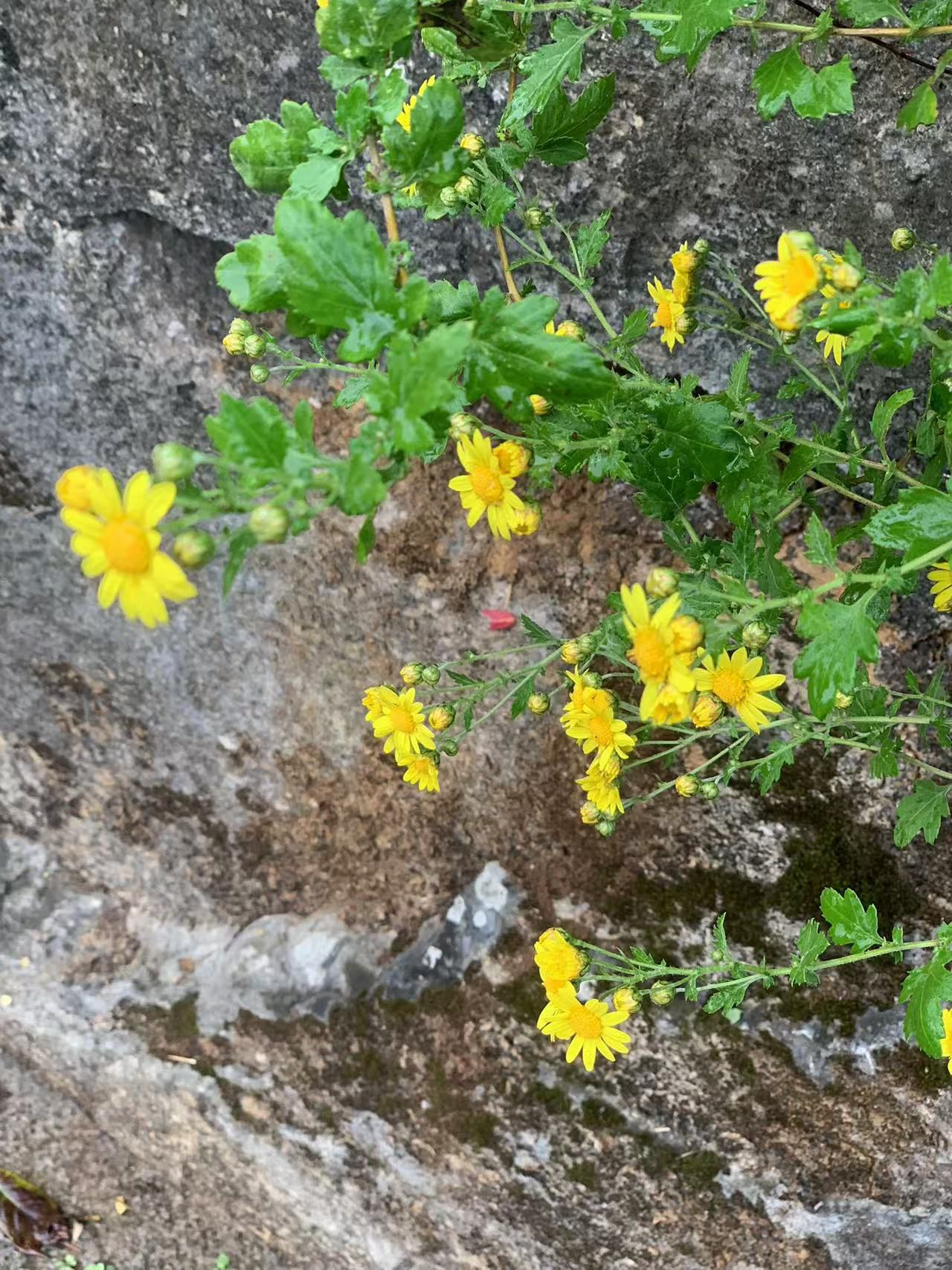 听泉景区旅行图片 2