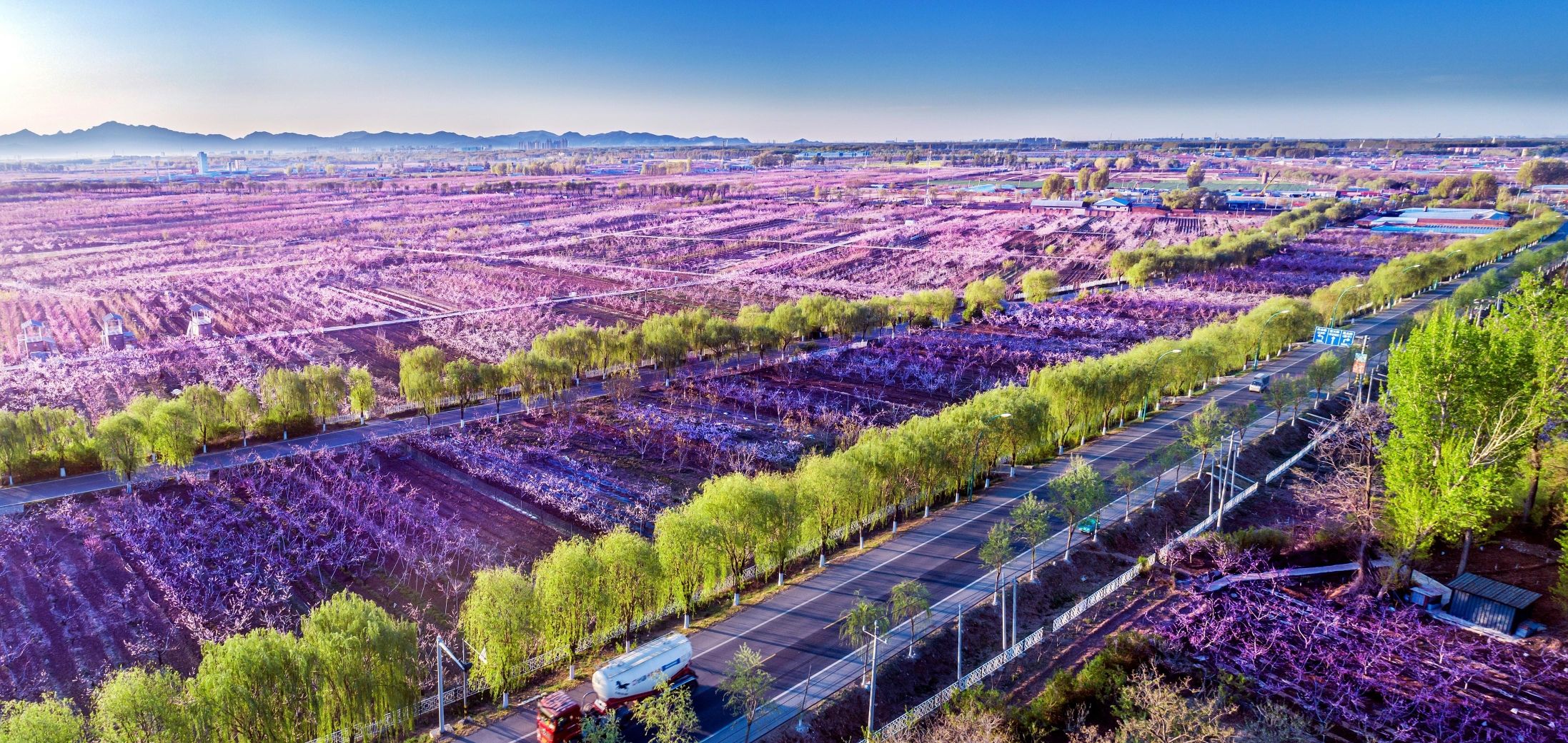 平谷桃花观赏区旅行图片 1