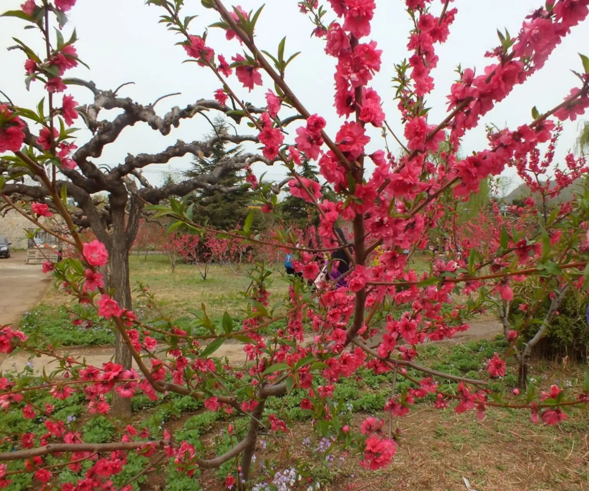 平谷桃花观赏区旅行图片 2